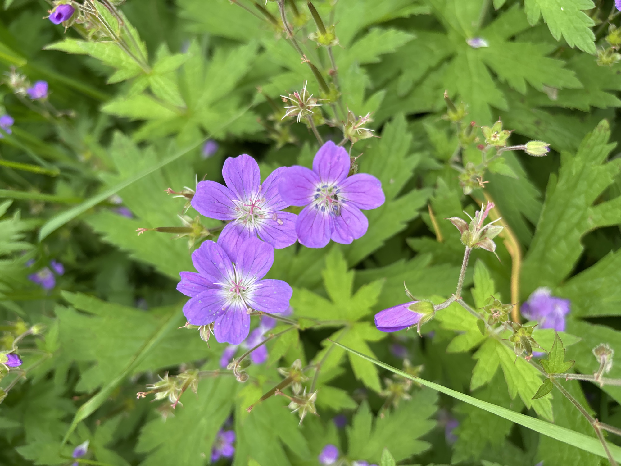 In the city of Kurgan, Russia, a close-up, high-angle shot captures a patch of wild purple flowers with five petals each, interspersed with vibrant green foliage. Three fully bloomed flowers are prominently featured, their delicate petals displaying subtle darker veining radiating from a white and pink center. A single purple flower bud, still tightly closed, is visible in the lower left quadrant. The surrounding leaves are deeply lobed and serrated, creating a lush, verdant backdrop. Scattered throughout the frame are dried seed pods and thin, branching stems, hinting at the natural growth cycle of these plants. The overall impression is one of natural beauty and growth in an outdoor setting, likely a meadow or park.