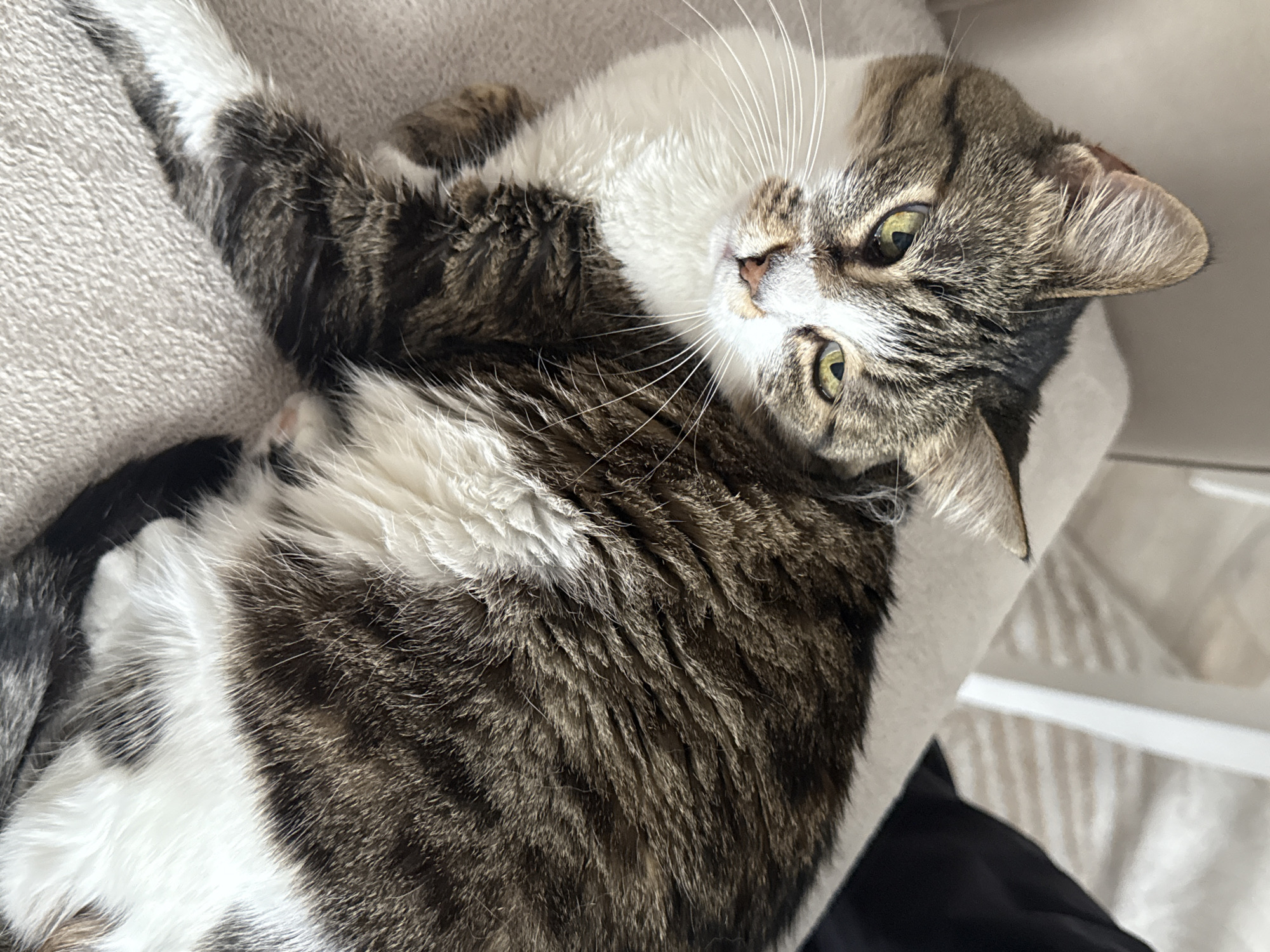 A medium shot shows a tabby cat lying on its back, looking up at the camera. The cat is predominantly brown and white, with white fur on its chest and belly, and brown tabby markings on its back and head. Its eyes are green. The cat is lying on a light-colored, possibly gray, soft surface. A white surface is visible in the background, along with a dark object. The location is unknown.