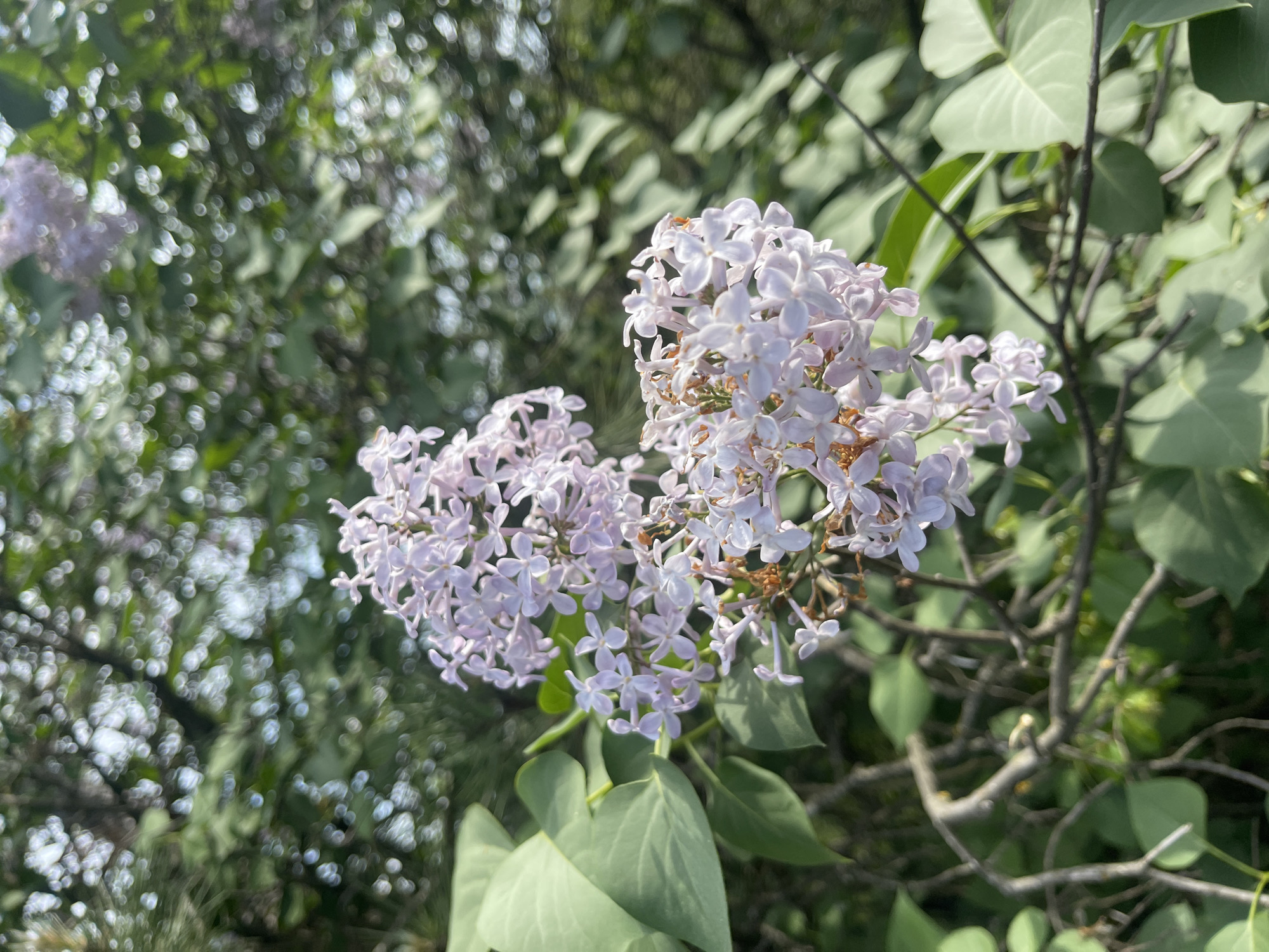 The image shows a close-up of lilac flowers in bloom. The flowers are a pale lavender color and are clustered together in bunches. Green leaves are visible around the flowers. The background is a blur of green foliage and sky. The location is Unknown, Unknown.