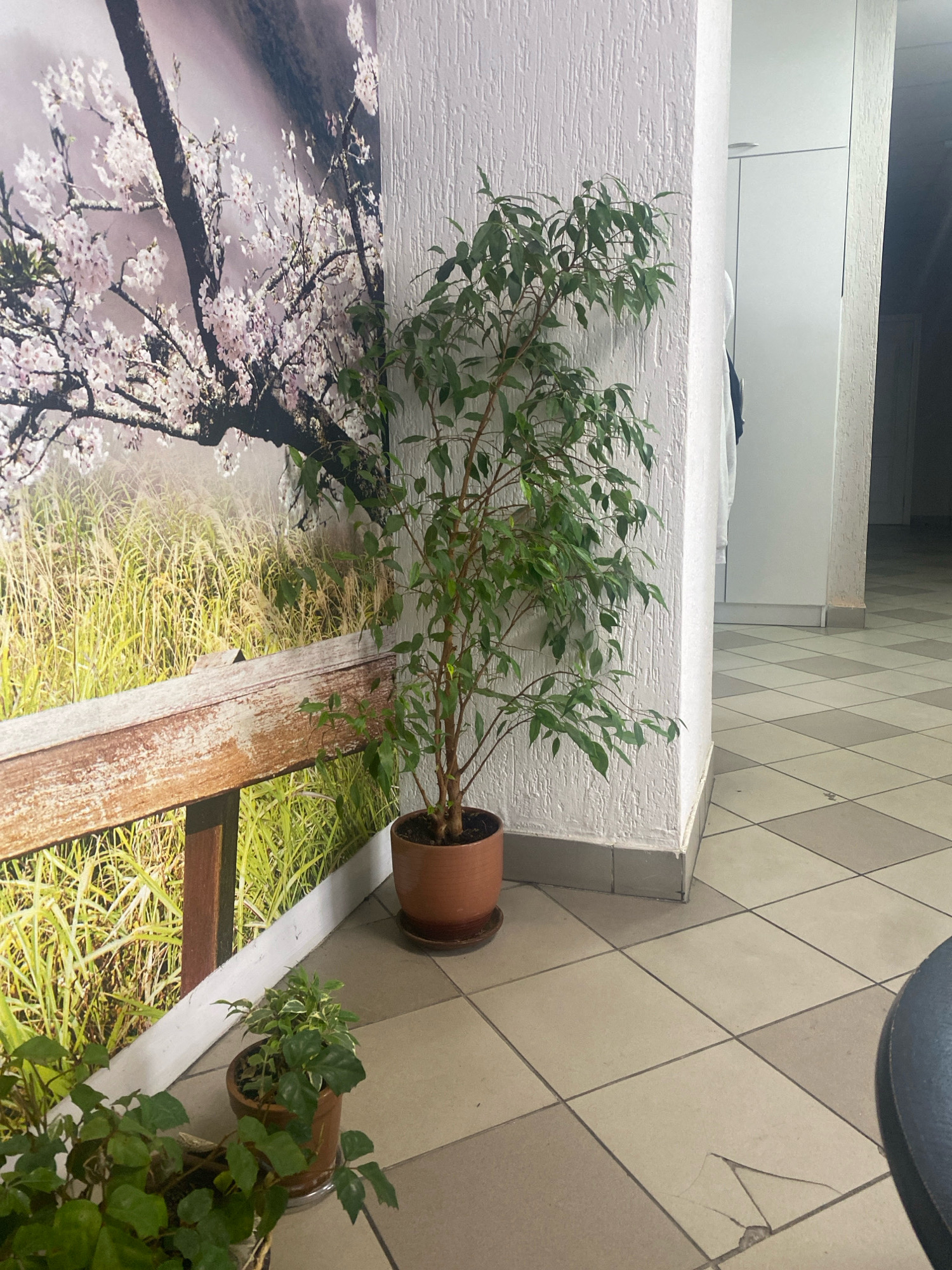 The image shows a hallway with tiled flooring. On the left side, there is a large mural depicting a cherry blossom tree and a wooden fence in a grassy field. In front of the mural, there are two potted plants. A tall Ficus tree in a terracotta pot is positioned near a white textured wall. To the left of the Ficus, a smaller potted plant with variegated leaves is visible. The flooring consists of square tiles in a diamond pattern, with some tiles appearing cracked. In the background, a white cabinet or door is present. The scene appears to be an interior space, possibly a public area or office, located in Minsk, Belarus.