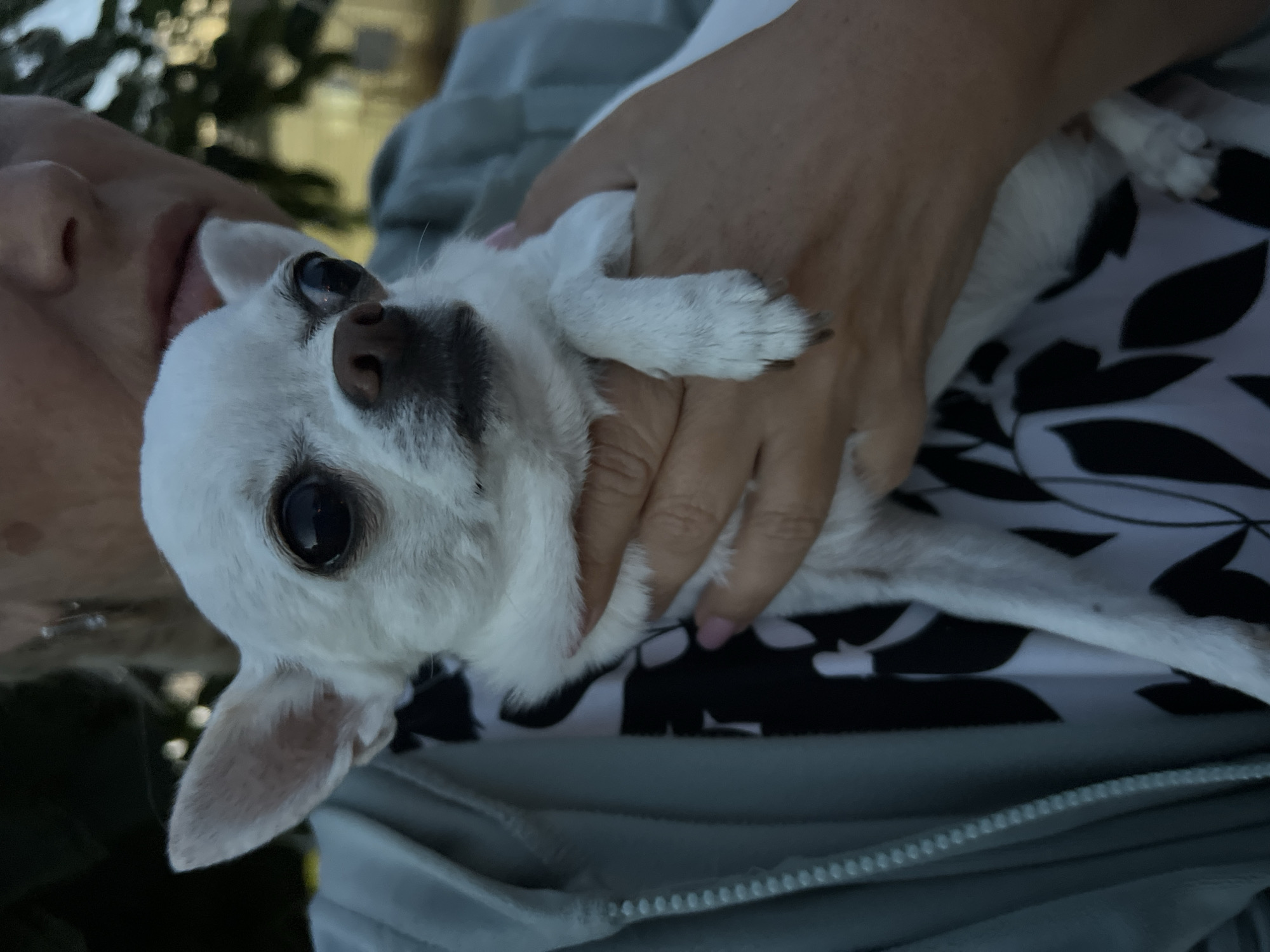 A person, partially visible, is holding a white chihuahua dog. The person is wearing a light blue hoodie and a patterned shirt. The dog has large dark eyes and a brown nose. The scene appears to be outdoors, with trees and possibly a building visible in the background. The lighting suggests it is either early morning or late evening. The image was taken in Kryzhanivka, Ukraine.