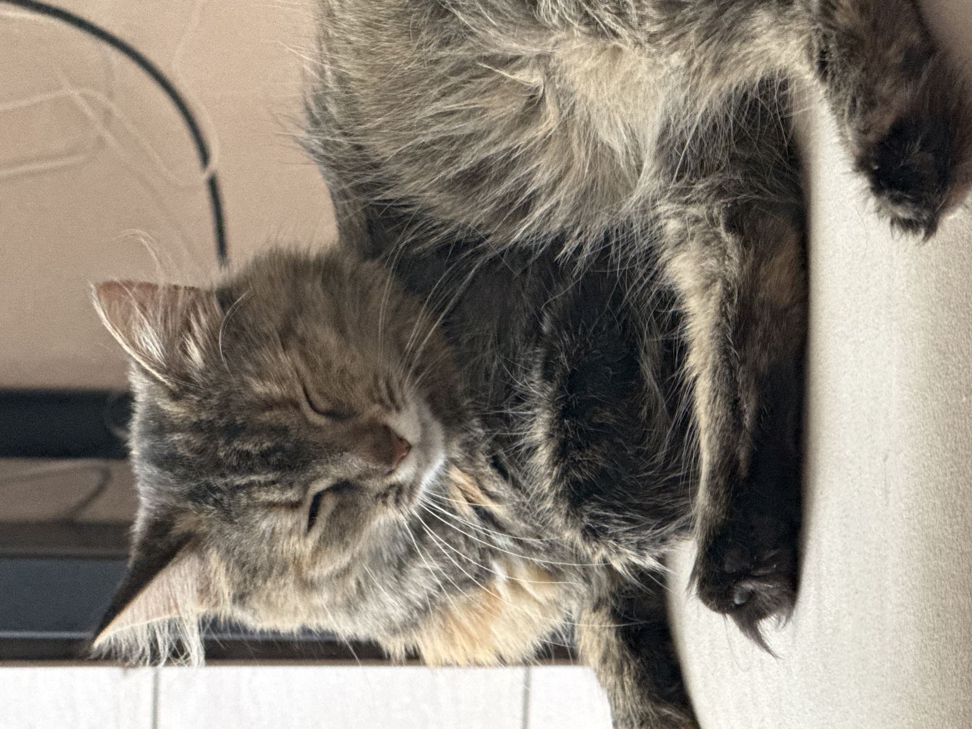 A medium shot captures a tabby cat with its eyes closed, resting on a light-colored, textured surface. The cat's fur is a mix of gray, brown, and lighter tones, with some lighter patches visible on its chest and legs. Its front left paw is extended, revealing sharp claws. The background is blurred, showing hints of vertical and curved lines against a soft, peachy-colored wall. The lighting appears to be natural, coming from the left, casting subtle shadows. There is no identifiable location in Saratov, Russia, or any context indicating it.
