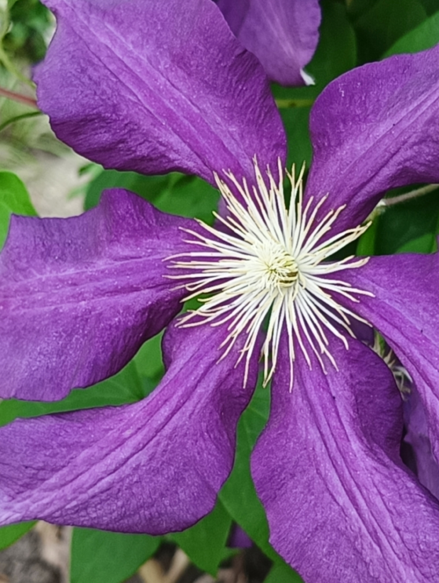 A close-up, high-angle view captures a single, fully bloomed purple flower, likely a Clematis, filling the majority of the frame. The flower exhibits at least six broad, elongated petals of a vibrant violet-purple color. The petal surfaces display a textured appearance with subtle, slightly raised longitudinal veins and minute irregularities. At the heart of the flower is a dense, radial cluster of numerous slender stamens, predominantly white to pale cream, with faint yellowish-green tips converging at a tiny central point. The petals are arranged in a star-like formation around this prominent central structure. The background is softly blurred and consists primarily of green foliage, indicating other plant leaves or stems. A faint reddish hue suggesting a stem or branch is visible in the upper left background, and a lighter, muted brown tone, possibly soil or dried plant matter, is present in the lower background. No people or man-made objects are visible. The exact geographical location within the city of Unknown, Unknown, cannot be determined from the image.