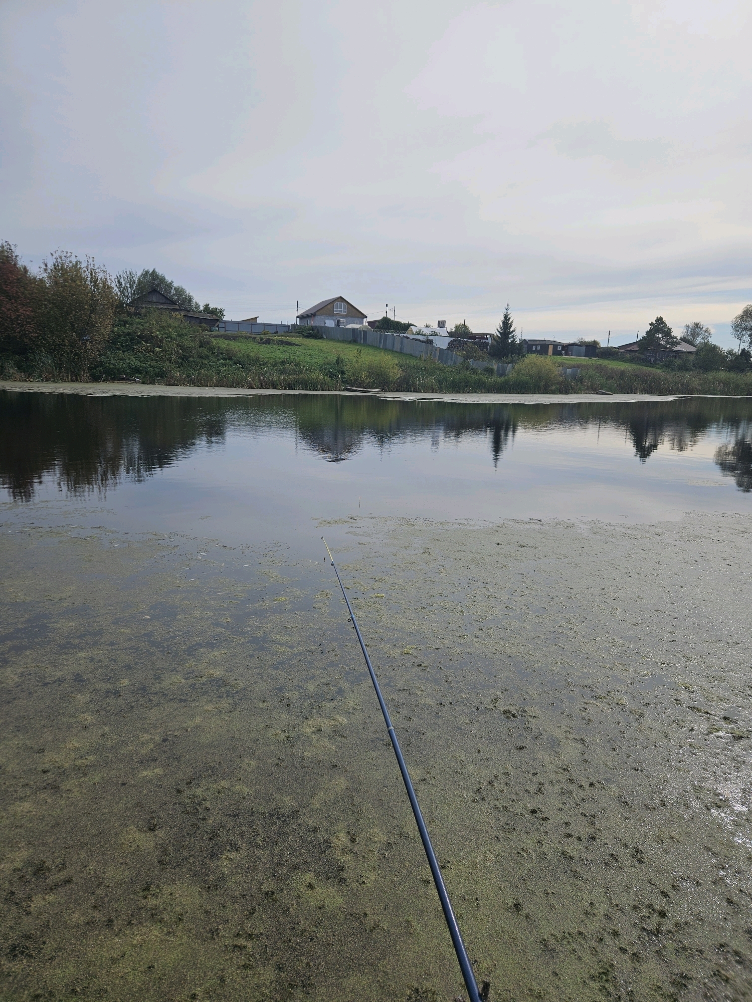 An outdoor, low-angle, medium shot captures a serene lakeside scene on a cloudy day. In the foreground, a dark blue fishing rod extends diagonally into the frame, its tip barely visible. The water's surface is partially covered with a thick layer of green algae and small, floating plants, creating a textured, moss-like appearance. Reflections of trees and the sky are visible on the clearer patches of water. The background features a gentle, grassy slope dotted with several houses and trees. A fence runs along the top of the slope, delineating the properties. The sky is overcast with a pale, muted light. The location is identified as Sipavskoye, Russia.