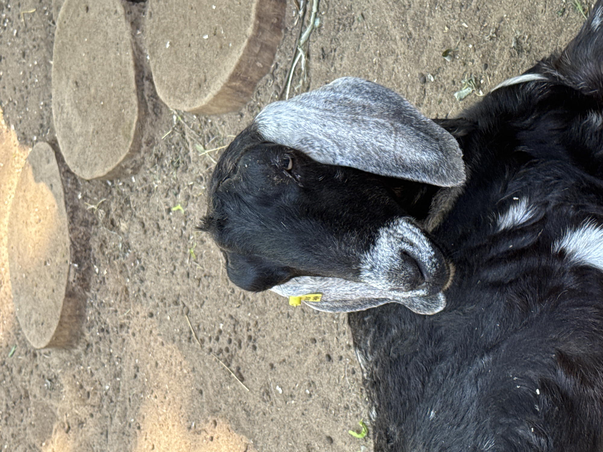 A close-up, eye-level shot shows a black and white goat lying on sandy ground. The goat's head is turned slightly to the left, and its large, grey ears are visible. A yellow tag is attached to its left ear. In the background, several round, tan-colored stepping stones are arranged on the ground. The scene appears to be outdoors, possibly in a zoo or an animal enclosure. There is no indication of the city of Saint Petersburg, Russia, in this image.