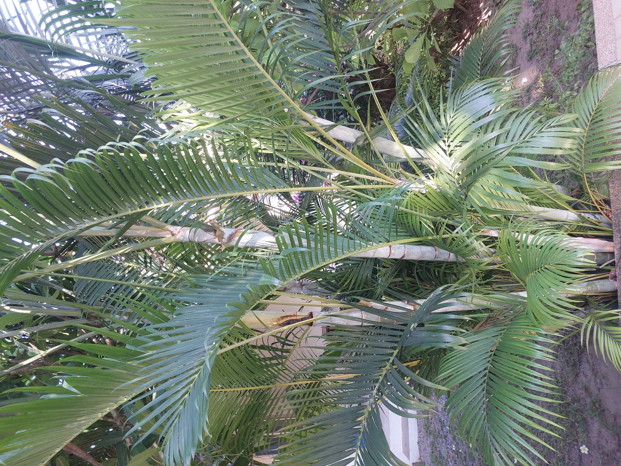 The media file shows a close-up, low-angle shot of lush green palm fronds, predominantly in the foreground and midground. The fronds are long and feathery, with many individual leaflets forming a dense canopy. The lighting suggests it is daytime, with sunlight filtering through the leaves, creating bright highlights and dappled shadows. The palm tree's smooth, segmented trunk is visible in several places, appearing light-colored with subtle rings. In the background, the scene transitions to a slightly out-of-focus area with more foliage, possibly other plants or trees. The ground is visible in the bottom right and left portions of the image, appearing to be composed of soil and some gravel or small stones. There is a hint of a light-colored structure, possibly a wall or building, in the far background. A small white flower is visible on the ground in the lower right. The overall impression is a natural, outdoor setting, likely in a tropical or subtropical climate. The image is a still shot with no discernible activity or people. There is no visible text. The location context provided is Baan Mae Nam, Thailand.