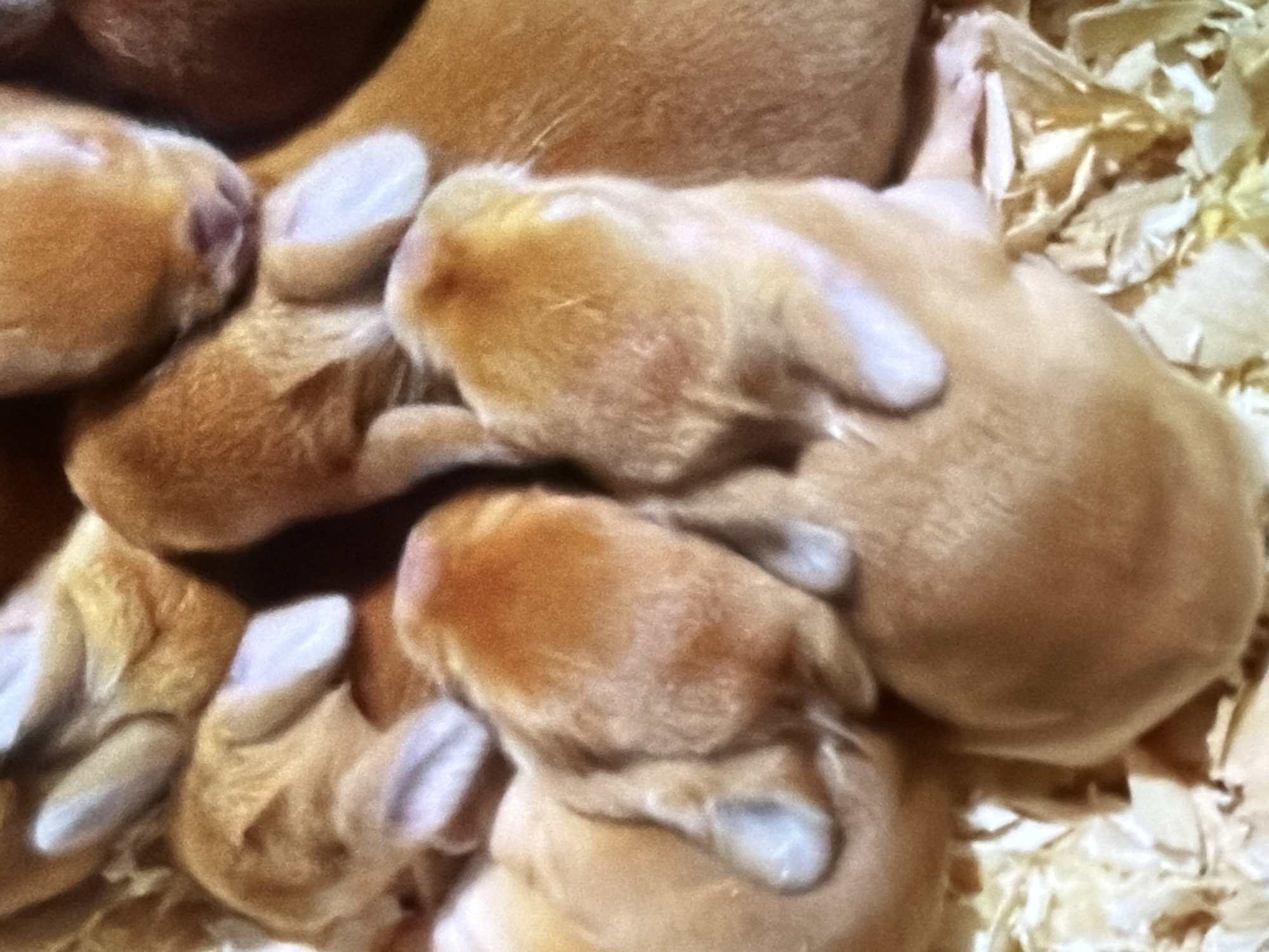 The image shows a close-up of a litter of newborn rabbits, likely in a cage or hutch with wood shavings. The rabbits are huddled together, with their ears and noses visible. Their fur is light brown or tan. The lighting is soft, suggesting an indoor environment. There is no indication of the city of Bukuru, Nigeria, or any urban elements.