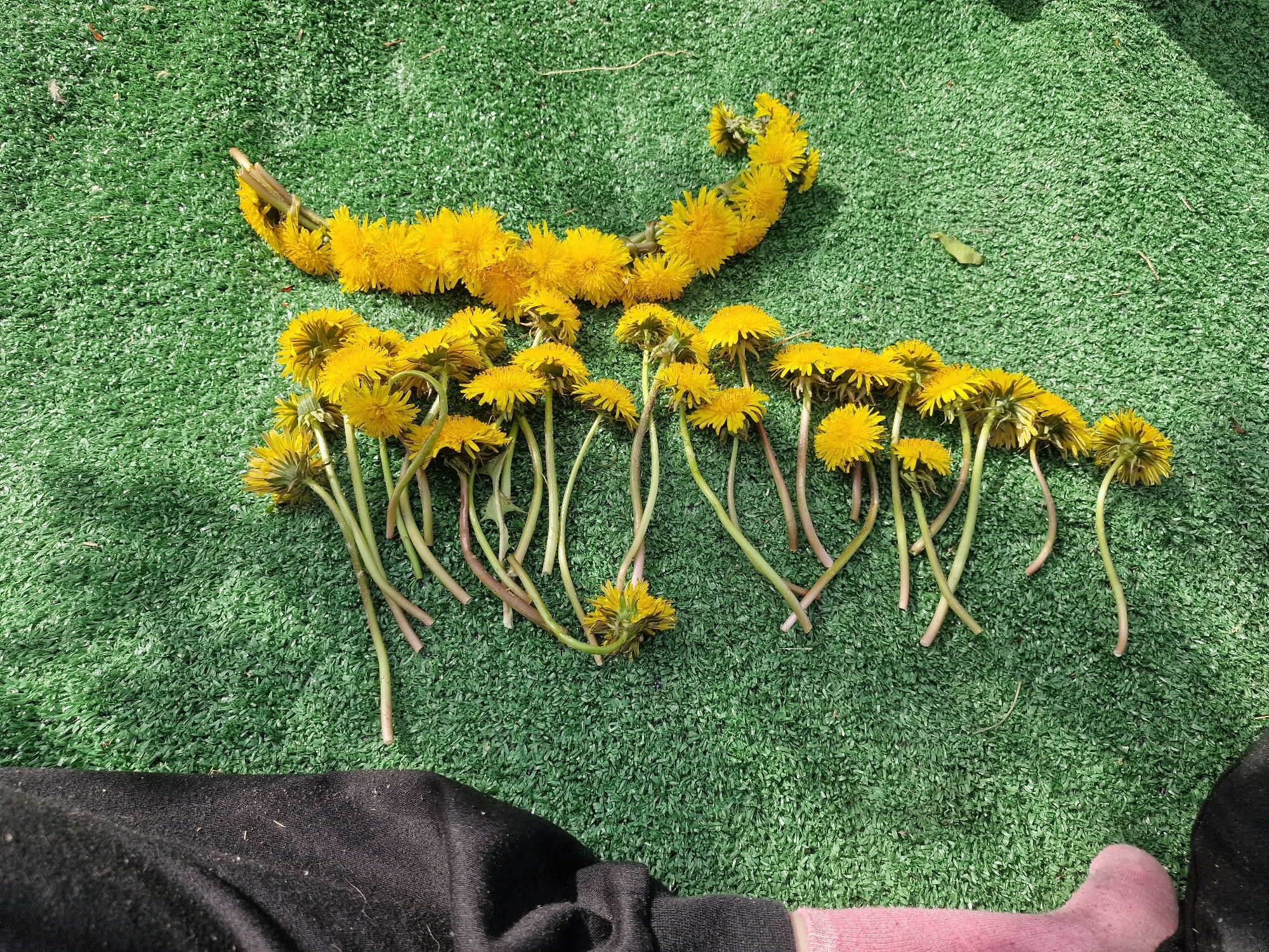 The image depicts a collection of dandelions arranged on a green artificial turf surface. Above the individual dandelions is a linked chain of dandelions. At the bottom left corner is a black cloth covering a leg with a pink sock. The location is Unknown, Unknown.