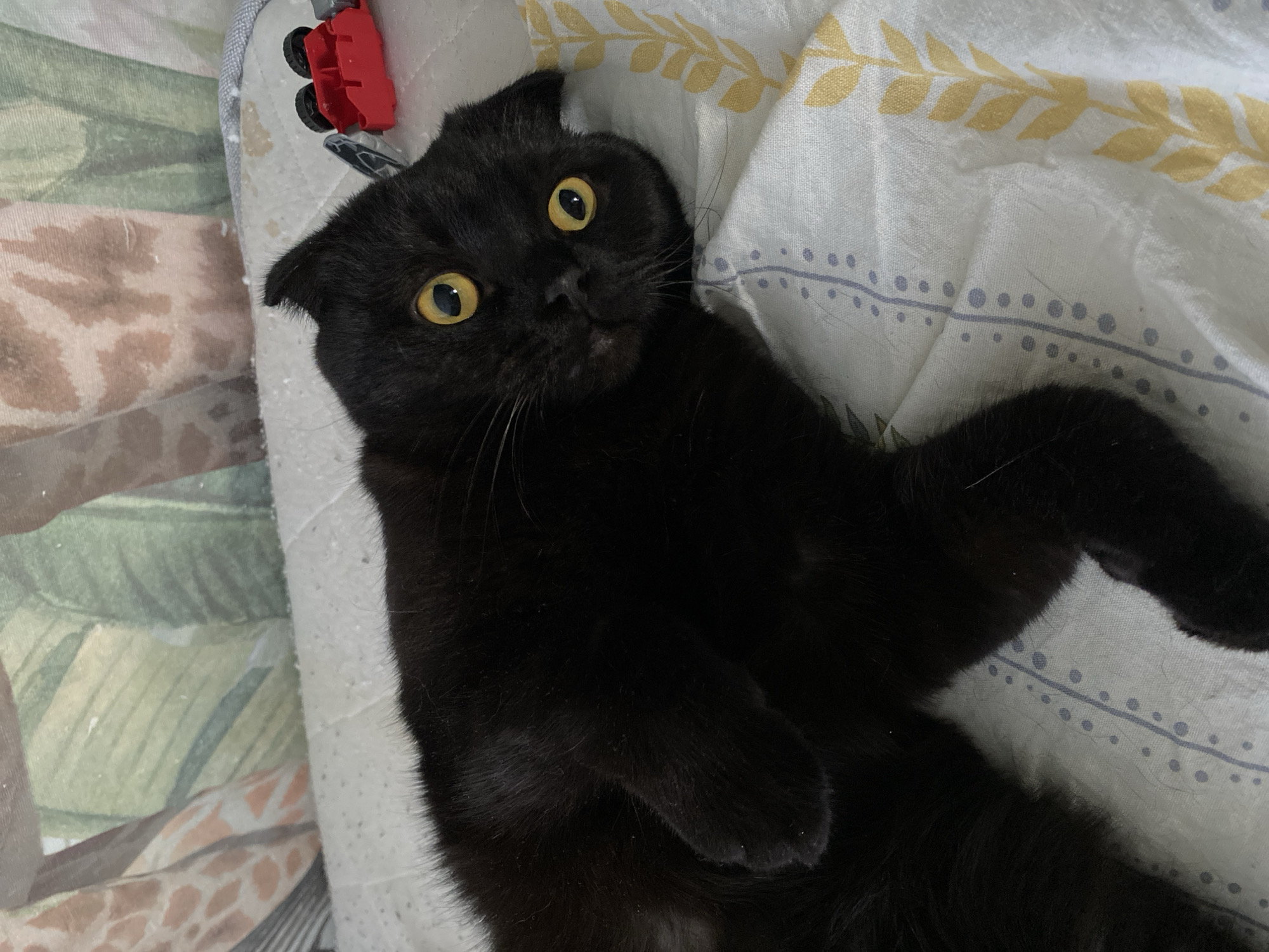 A black cat with solid black fur and bright yellow irises is depicted lying on its back/side on bedding within an indoor environment. The cat exhibits folded ears, consistent with a Scottish Fold breed, and maintains a direct gaze towards the camera. Its front paws are partially curled. The cat rests on a white, quilted mattress pad, which is partially covered by a patterned bedsheet featuring a vertical blue dotted stripe on the left and a yellow leafy vine pattern on the right. A small red and grey plastic toy car is positioned on the white quilted surface in the upper right area of the image, near the cat's head. The background consists of a vertical fabric surface, likely a curtain or wall art, displaying an abstract pattern of light brown, giraffe-like spots on the left and green foliage motifs on the right. The precise location within the city of Chaikovsky, Russia, cannot be determined from the visual information provided.