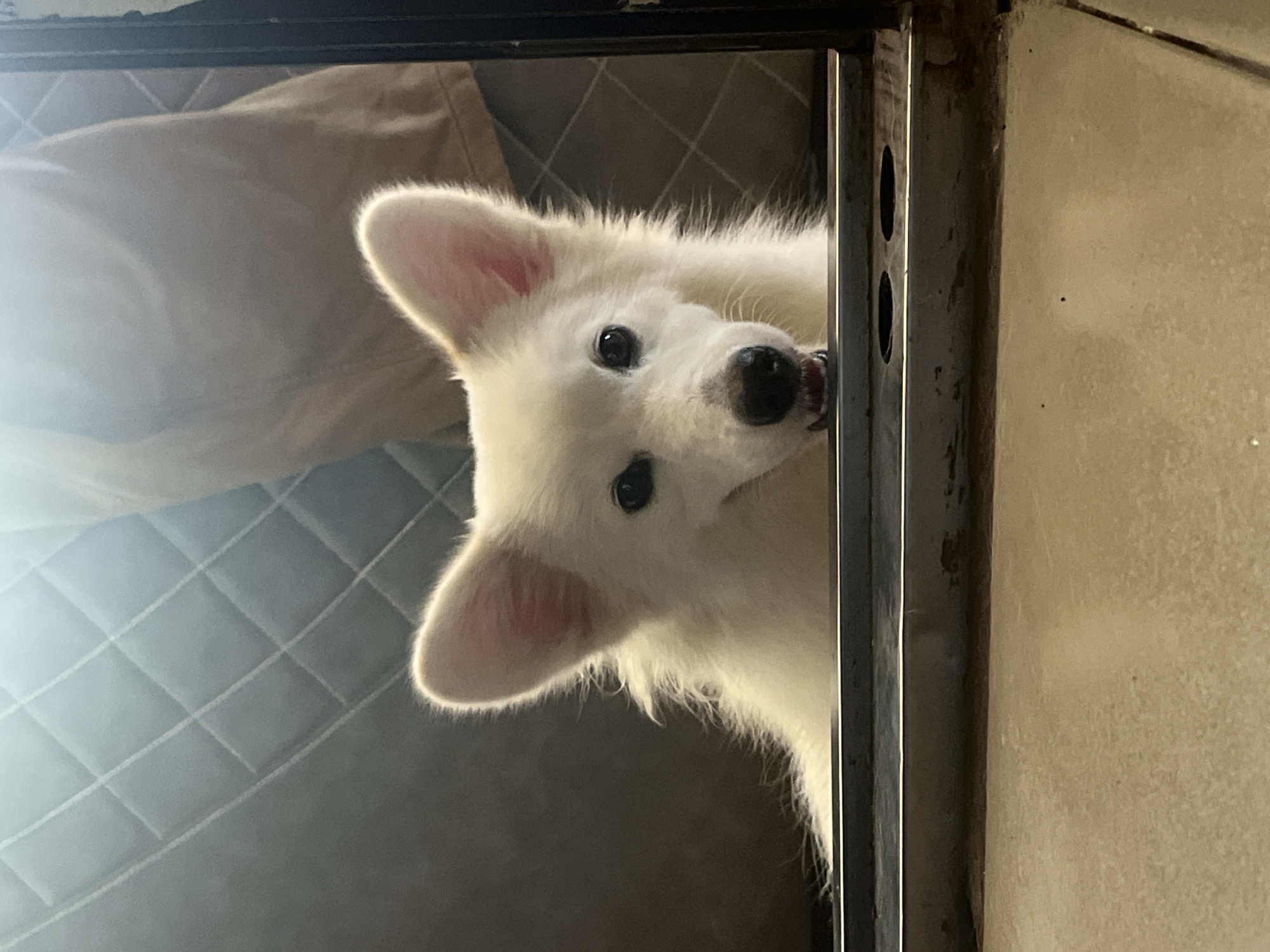 A fluffy white dog with dark eyes and a black nose is captured in a close-up, peeking out from an indoor setting. Its head is tilted, and it makes direct eye contact with the viewer, conveying a curious and playful expression; a slight opening of its mouth reveals a hint of tongue. The dog’s prominent, pointed ears and soft, white fur are illuminated by a soft, bright light, likely natural, casting a subtle glow around its form.
The background includes a light-colored, possibly beige or grey, padded surface featuring a quilted pattern. A dark, metallic frame or structure runs along the right edge and top of the image, suggesting the dog is emerging from under a furniture piece or a crate. A plain, light-tan wall is visible on the far right. The photograph is notably rotated, presenting the dog on its side. The scene appears to be a domestic interior. No visible text is present in the image.