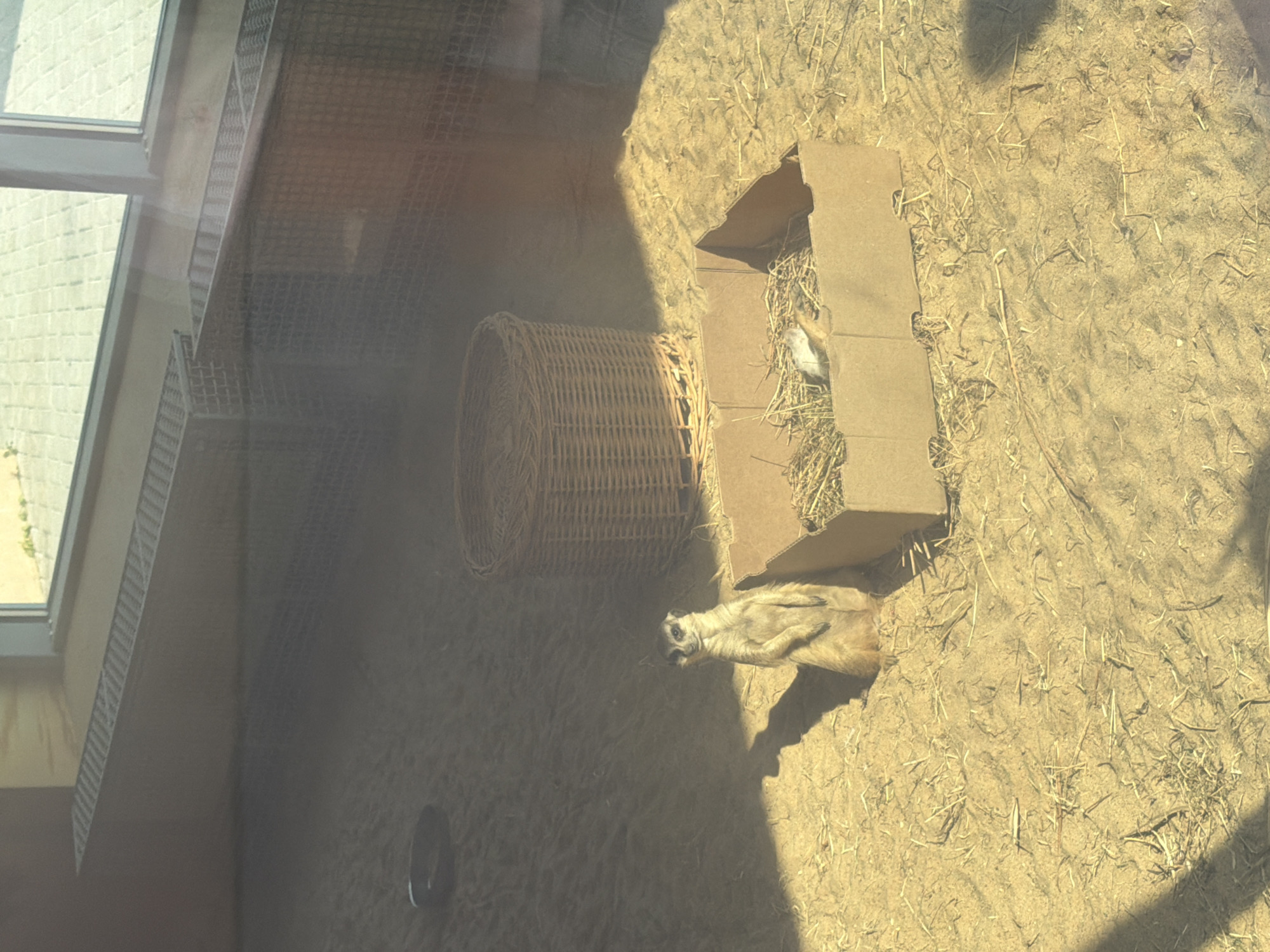 A meerkat is lying on its back in the dirt, looking up. It is a sunlit day, and the meerkat is in an enclosure, likely at a zoo. The enclosure has a cardboard box filled with hay, a woven basket, and a sandy ground. The meerkat has light brown fur and a long tail. It is an adult meerkat. The scene is lit by sunlight, casting shadows on the ground. The location is Perm, Russia. No visible text is present.
