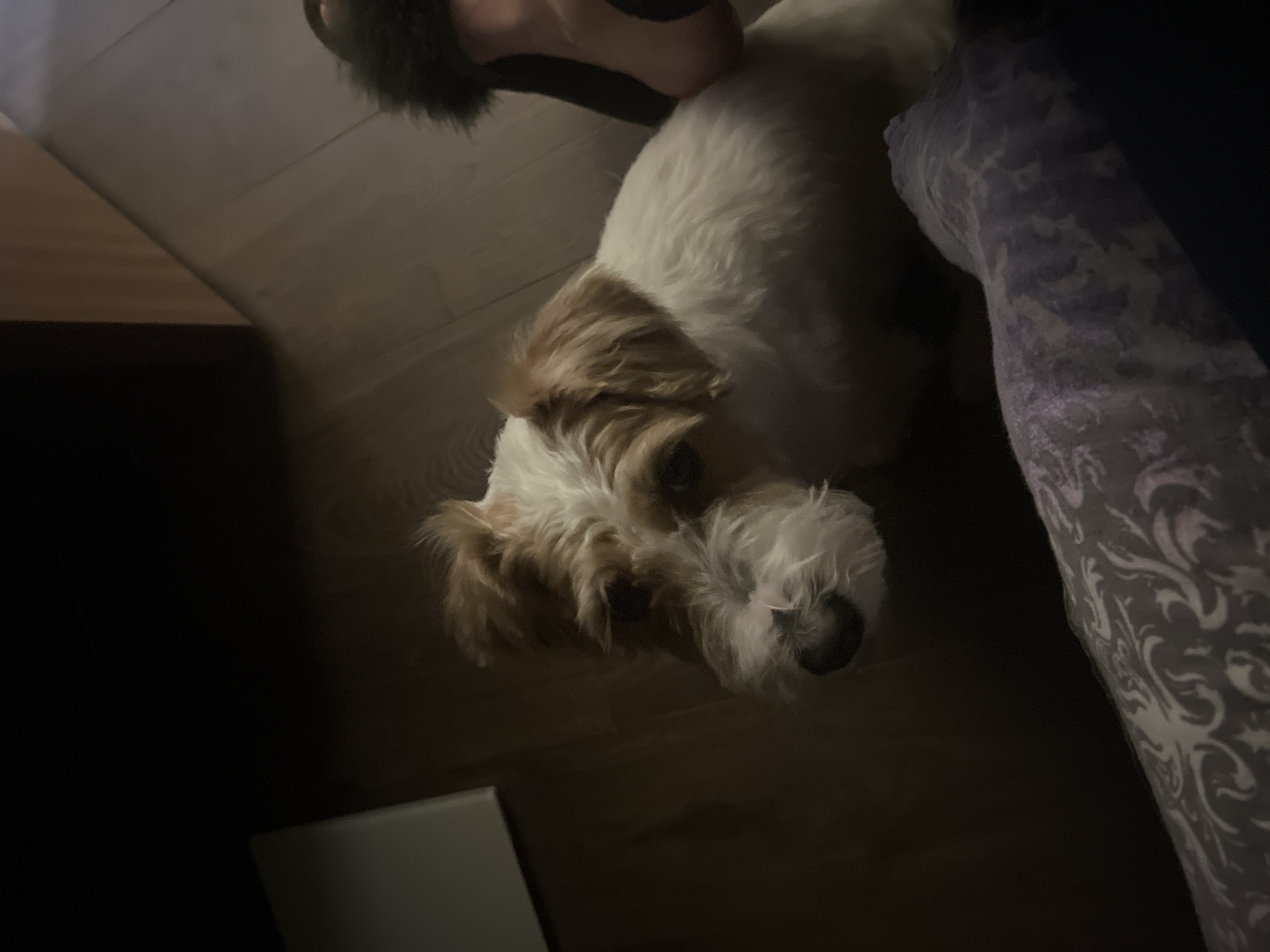 A small, tan and white dog is lying on a dark, wood-like floor. Part of a patterned, lavender-colored fabric object is visible to the right of the dog. A person wearing a dark-colored slipper is partially visible near the top of the frame. A light-colored, rectangular object is visible at the bottom left of the frame. The scene is dimly lit. There is no evidence to suggest the image was taken in Belgrade, Serbia.