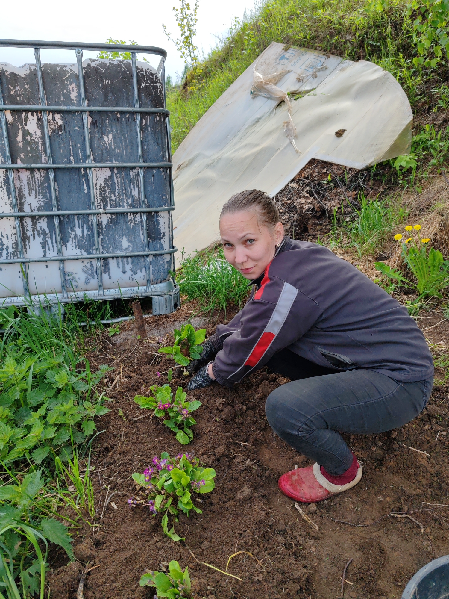 A woman is planting small flowering plants in a garden in Чухлэм, Russia. She is crouched down, wearing a dark gray jacket with red and light gray stripes on the sleeves, dark jeans, and red clog-style shoes with visible white trim and red socks. She is also wearing gardening gloves. She is looking at the camera. Around her, several flowering plants with purple and pink flowers and green leaves are planted in dark soil. To the left, there's a large, rectangular, caged water tank. Behind the woman and slightly uphill is a partially collapsed structure covered with a weathered, white tarp. Green grass and vegetation surround the planting area. Dandelions are visible near the right edge of the frame.
