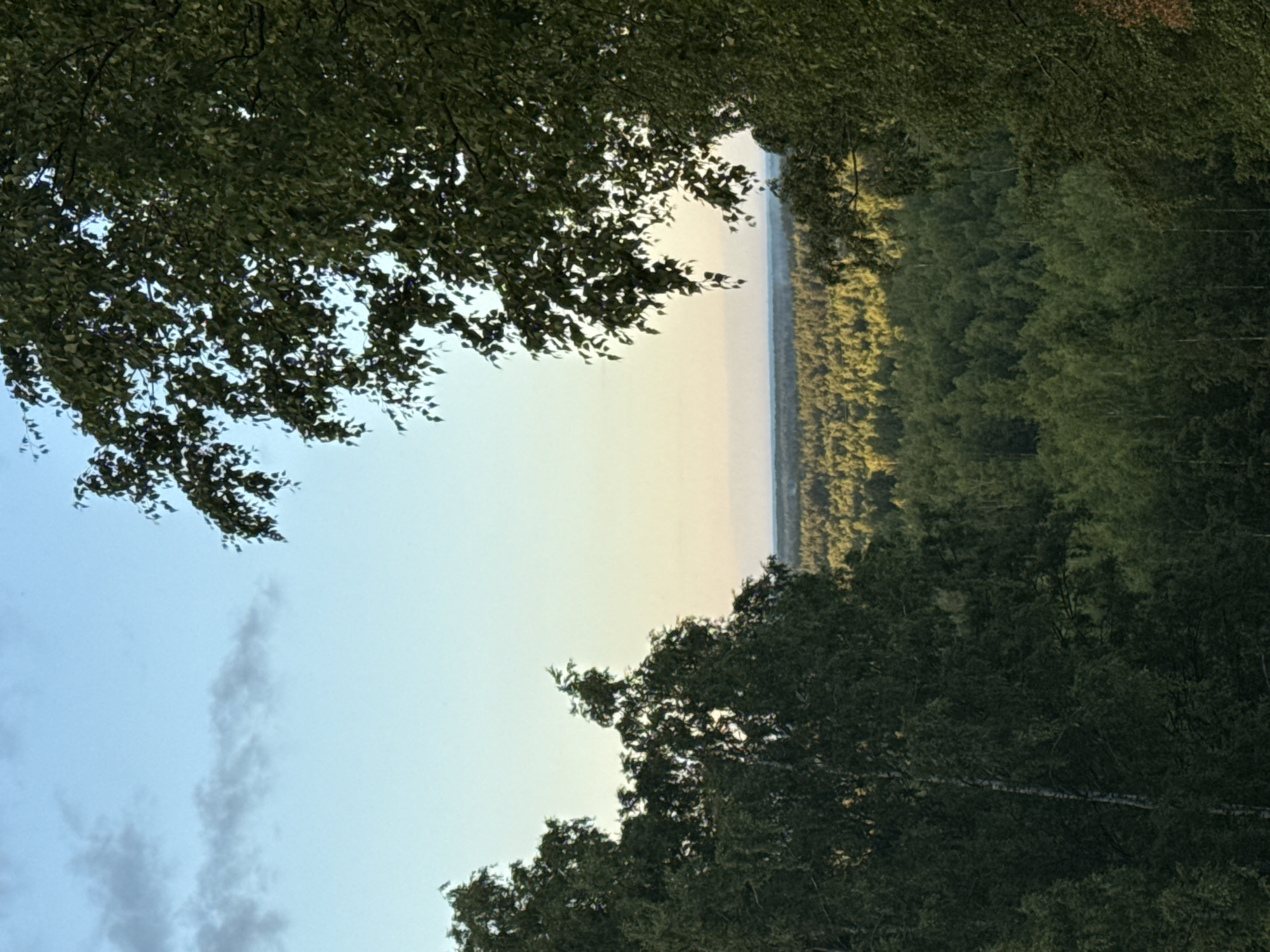 The image depicts a panoramic view of a dense forest from an elevated perspective, likely from a hilltop or high vantage point. The foreground is dominated by the lush green canopy of trees, with some branches and leaves framing the view. The sky above is a gradient of light blue and soft yellow, suggesting either early morning or late afternoon. In the distance, the forest stretches out to the horizon, with variations in green hues indicating the type and density of the trees. The overall impression is one of natural serenity and expansive woodland. The image was captured in Voeikovo, Russia.