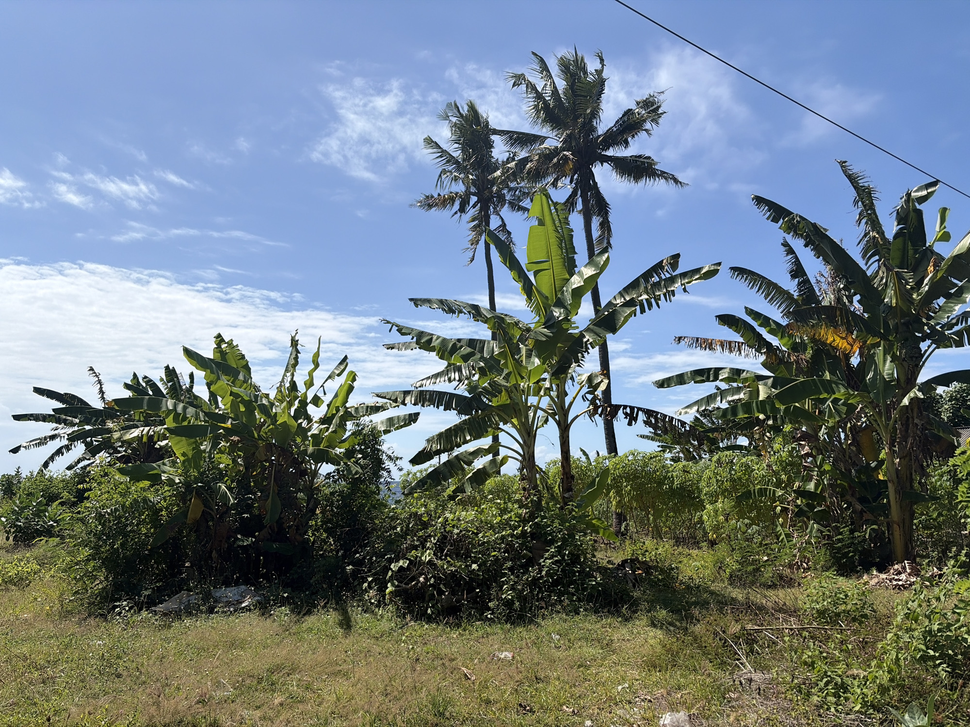 A tropical landscape under a partly cloudy blue sky features several banana trees and palm trees. The foreground consists of dry, brown and green grass with some scattered white plastic debris. In the mid-ground, dense green foliage and banana plants dominate, with mature banana trees displaying large, tattered leaves. Behind the banana trees, taller palm trees with distinctive fronds rise into the sky. A thin, dark power line stretches diagonally across the upper right portion of the image. The scene appears to be an outdoor, undeveloped area, likely in a rural setting.