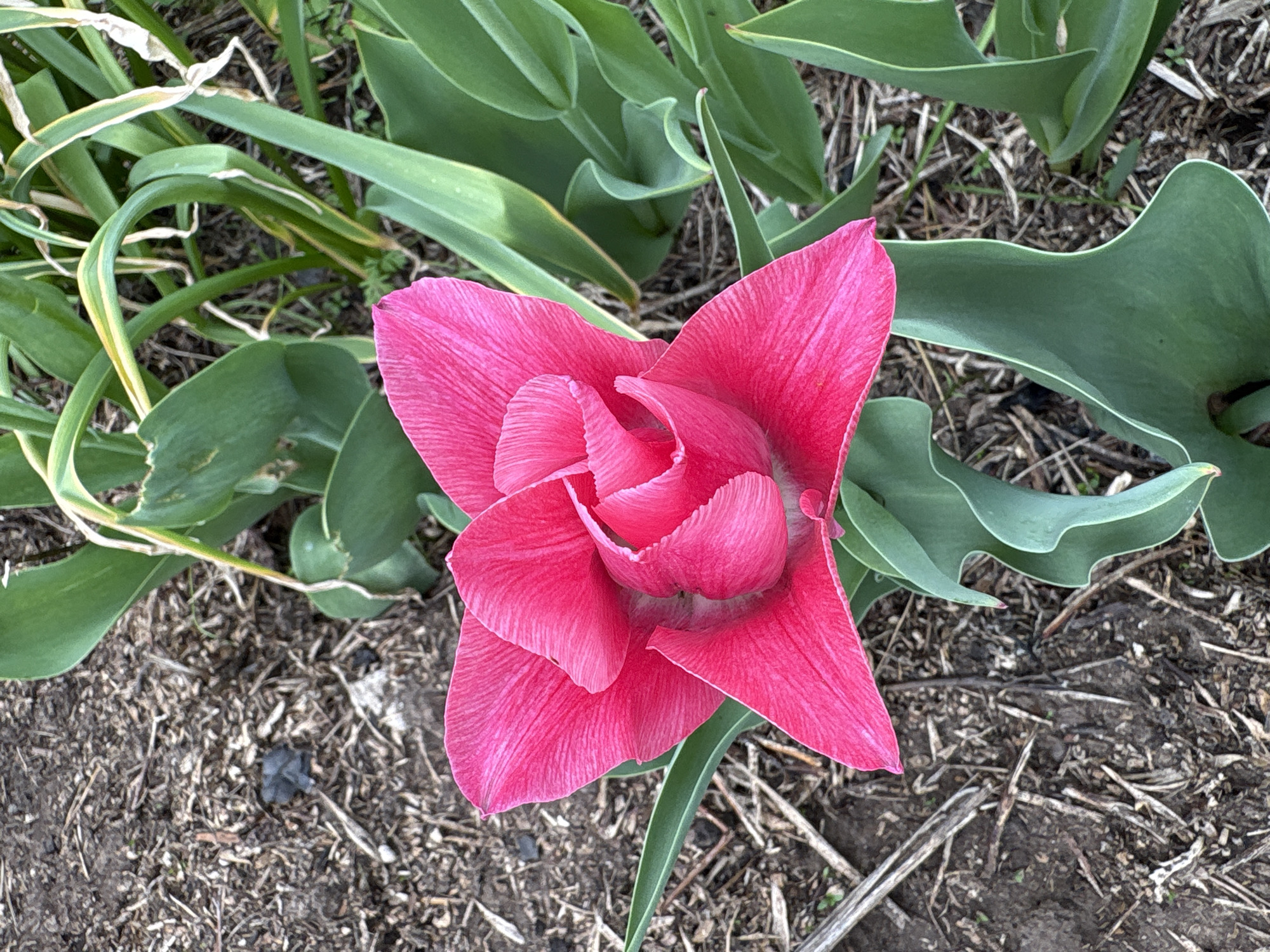 The image shows a close-up, overhead view of a vibrant pink tulip blooming in a garden bed. The tulip's petals are tightly clustered at the center, gradually opening towards the outer edges. Surrounding the flower are long, green leaves of tulip plants, some with yellowed or damaged edges. The soil around the plants appears to be a mix of dirt and dried organic matter, possibly mulch or fallen leaves. The overall setting suggests an outdoor garden environment. The image's location within the city of Dubovaya, Russia cannot be determined from the image alone.