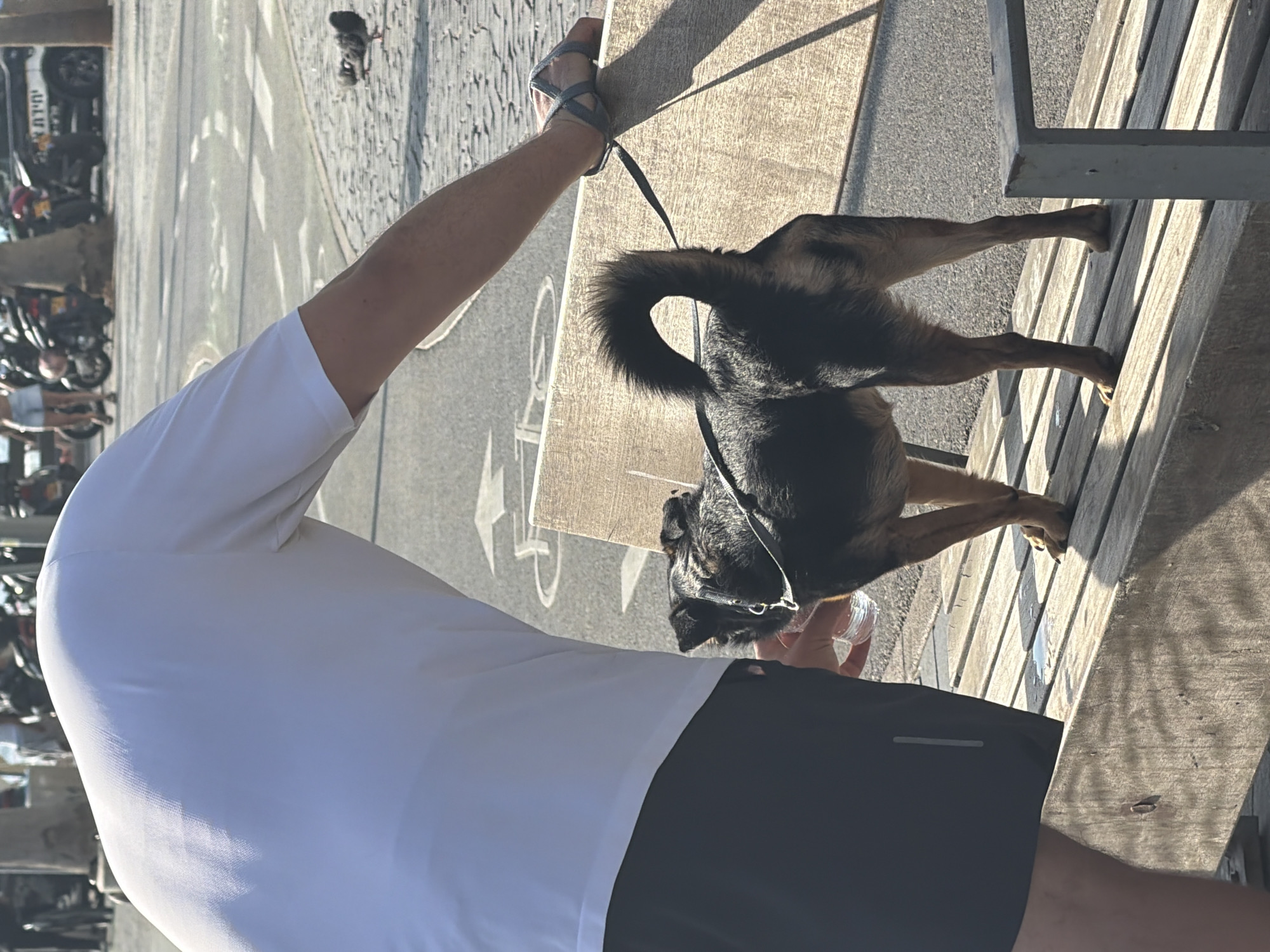 A person wearing a white t-shirt and black shorts stands near a wooden bench, with their back to the camera. The person is holding a clear plastic bottle of water. A small, dark-colored dog with a curly tail is standing on the bench, attached to a leash. The dog is looking down. In the background, there is a paved walkway with a bicycle lane marked by white arrows. Further back, there are parked motorcycles, a white vehicle, trees, and people walking. The scene appears to be outdoors in a public urban area, likely in Tel-Aviv, Israel, given the presence of the Hebrew text on the white vehicle. The lighting suggests it is daytime with bright sunlight.