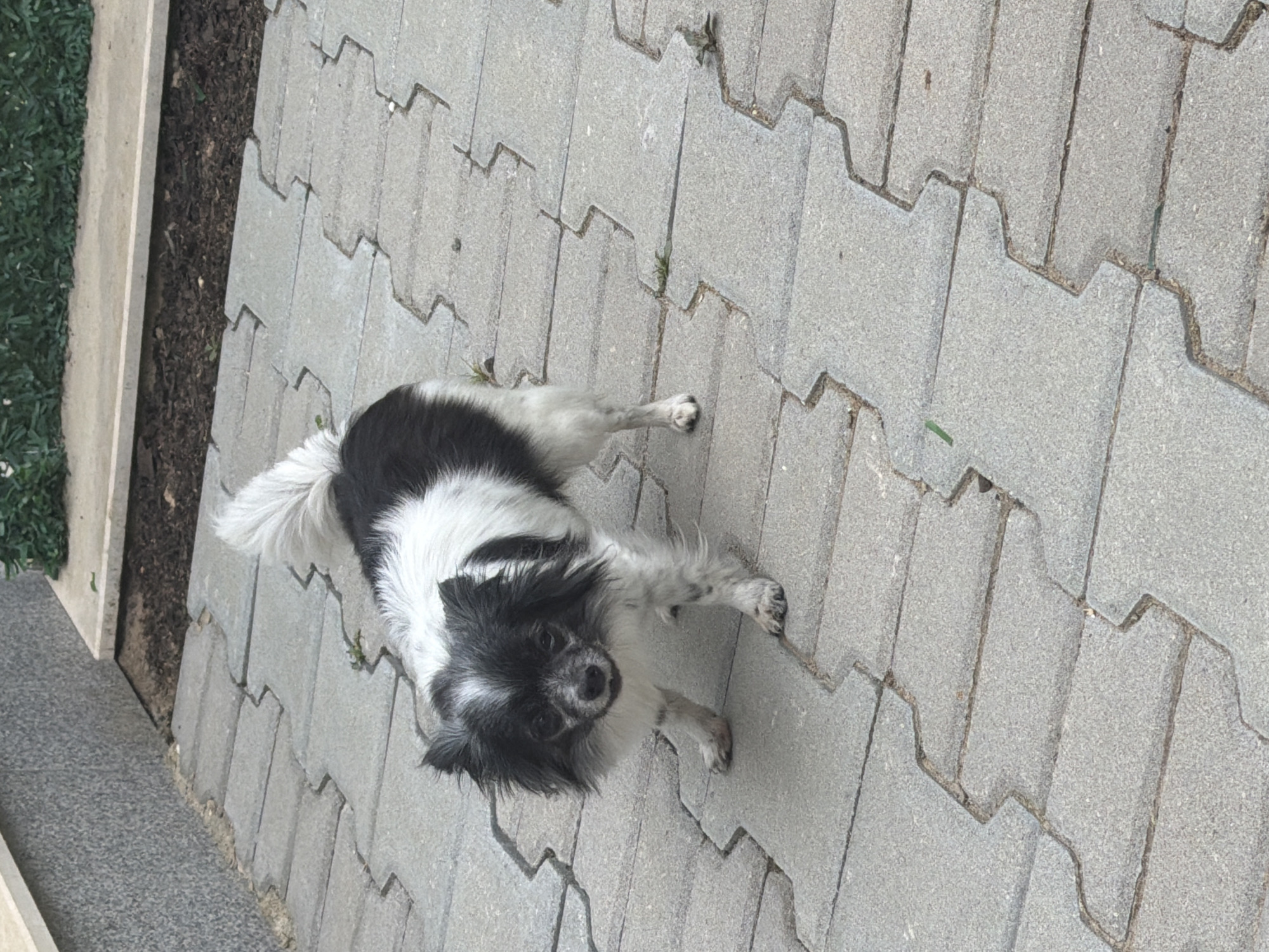 A small, black and white dog with long fur is lying down on a paved walkway. The dog's head is turned towards the camera, and it appears to be looking directly at the viewer. Its fur is fluffy, particularly around its tail and ears. The walkway is made of interlocking concrete pavers, arranged in a repeating pattern. To the left of the walkway, there is a strip of dark soil with some greenery, and further left, a raised concrete or stone border. The scene is outdoors, and the lighting suggests it is daytime, with a slightly overcast sky or shade. The dog's expression is neutral. There is no visible text in the image. The location context is Sofia, Bulgaria, which implies an urban or suburban outdoor setting.