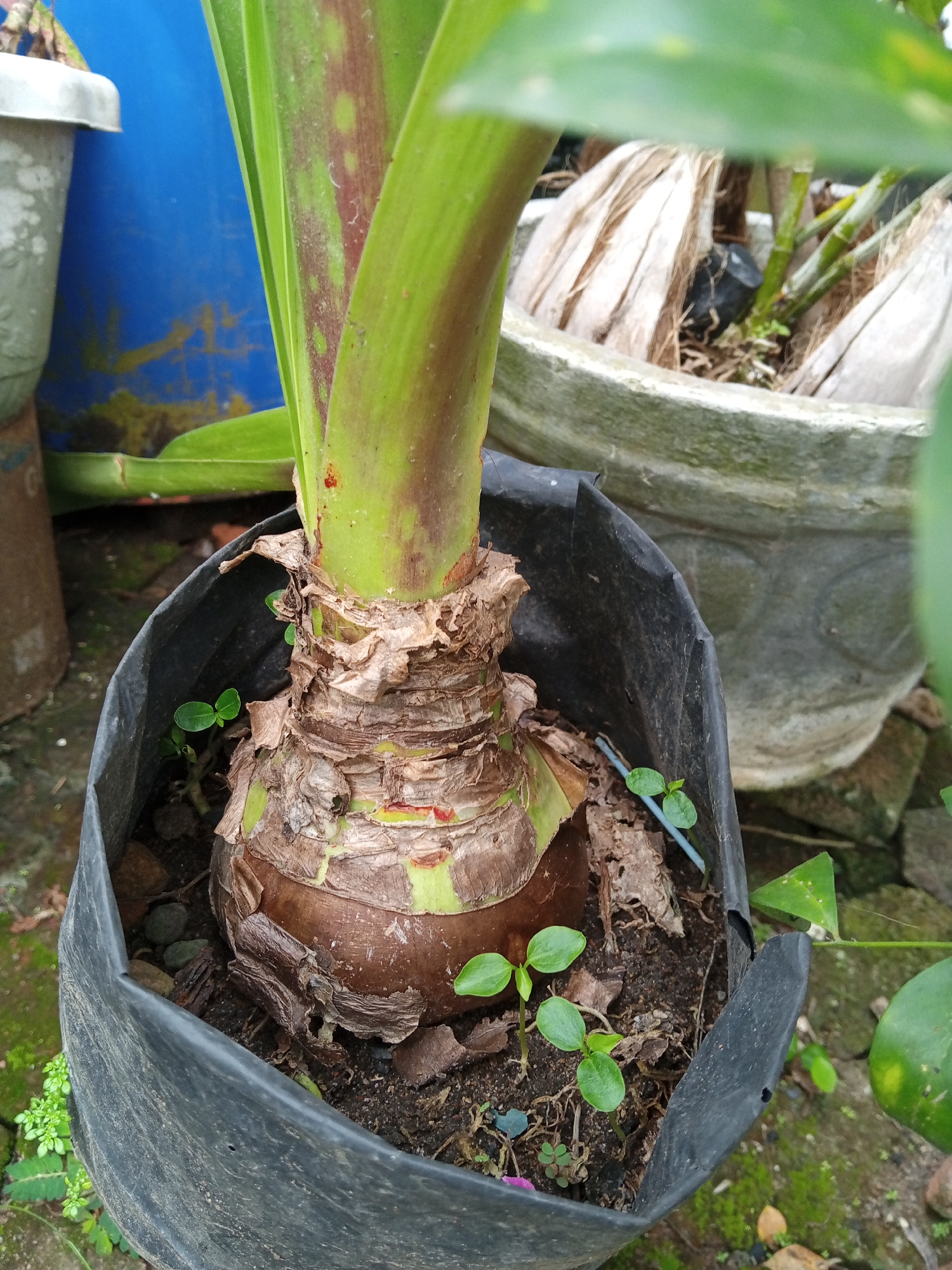 A close-up shot reveals an Amaryllis bulb, partially exposed in a black plastic pot, within an outdoor setting in Palohigeuh, Indonesia. The bulb is large and rounded, with a rough, layered texture, exhibiting shades of brown and green. From the top of the bulb sprout several green stalks, marked with reddish-brown spots. The soil in the pot is dark and contains a few small weeds. The plastic pot is slightly misshapen, suggesting it has been used. In the background, out of focus, are other potted plants, including one in a concrete container filled with dried coconut husks, and a blue bucket. The ground surrounding the pot is covered in moss and small stones.