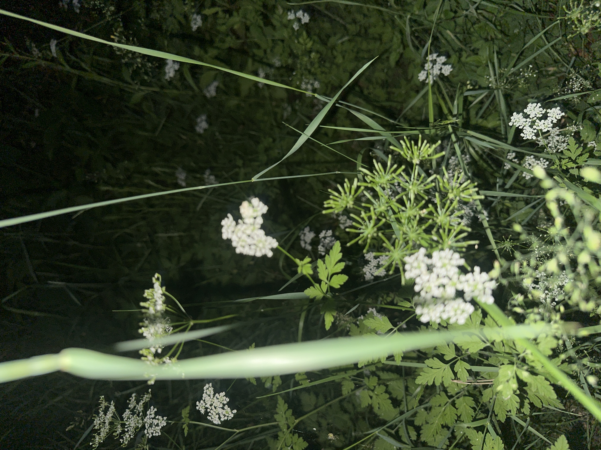 A low-angle, vertical medium shot captures a dense patch of green foliage and white flowers at night. A prominent, blurry green stalk runs vertically up the left side of the frame, obscuring some of the background. The focus is on a cluster of small, white flowers with delicate petals, arranged in umbels. These flowers are interspersed with green leaves that have a compound structure, appearing finely dissected. In the background, more white flowers and green vegetation are visible, though less distinct due to the darkness and shallow depth of field. The overall impression is of a natural, overgrown environment illuminated by artificial light, creating a dramatic contrast between the brightly lit foreground elements and the dark, shadowy background. The scene appears to be outdoors, likely in a garden or wild area, given the natural composition of the plants. No people or specific structures are identifiable within the frame.