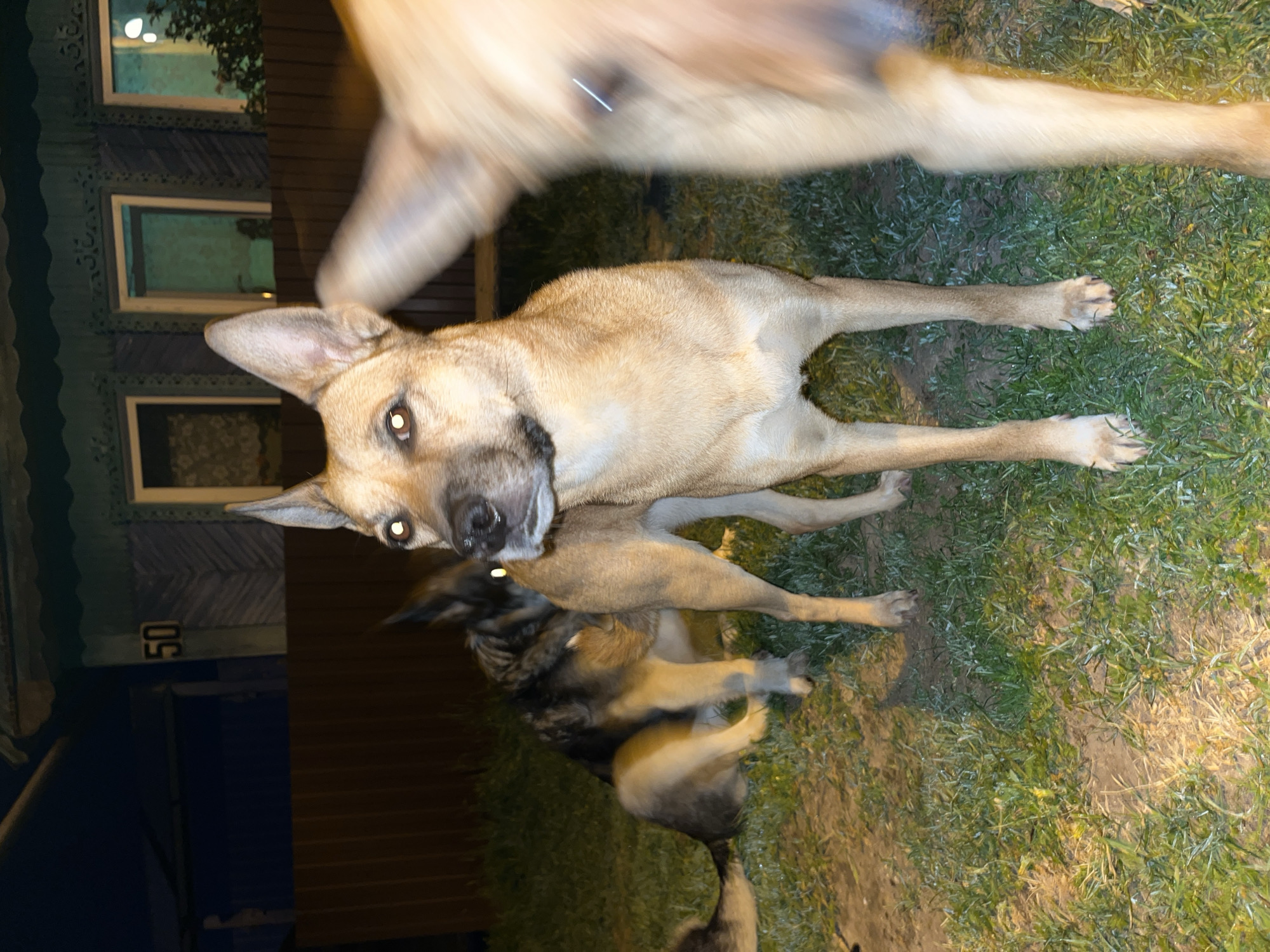 The image shows three dogs in an outdoor setting, possibly a yard or park in the evening. In the foreground is a light-brown dog in a downward-facing position, with the head turned to face the camera. Above this dog, part of another light-brown dog is visible, partially obscuring the view. Below, a third dog with dark fur is in motion, appearing to be in a playful or active state. The background features a wooden structure, possibly a building with windows. A number "50" is visible on the side of the building. The ground is covered with grass. The image was likely taken at dusk or night. Based on the objects in the background, this location is likely in the city of Nizhny Tagil, Russia.