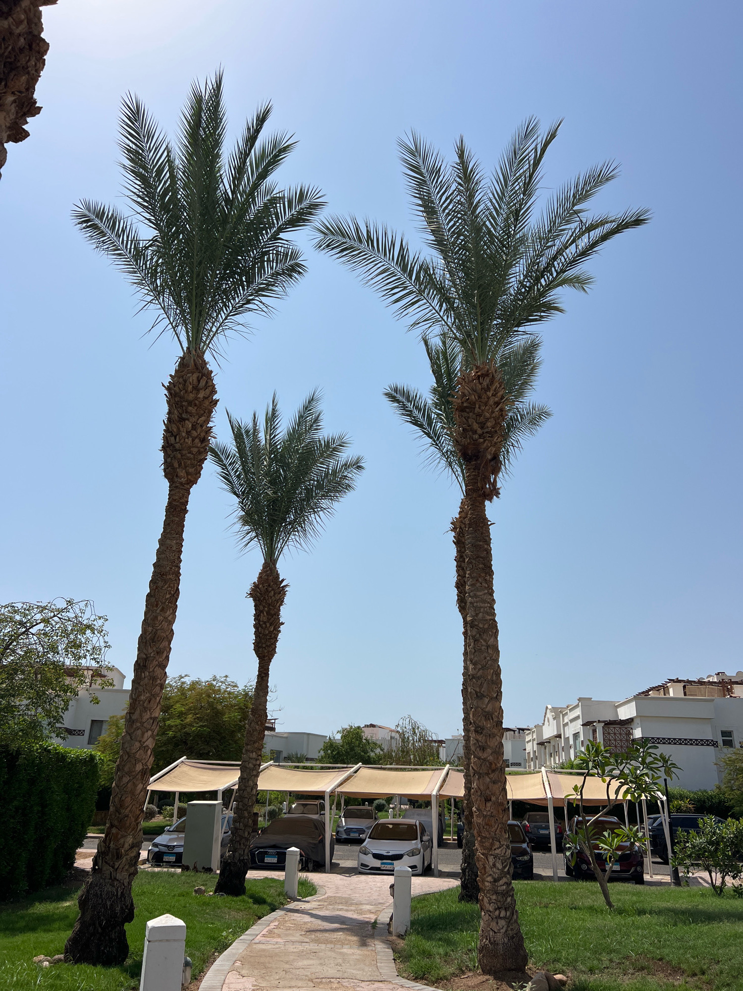 The image depicts a sunny outdoor scene in Sharm El Sheikh, Egypt, characterized by a row of palm trees and a parking area. Four tall palm trees dominate the foreground, with their fronds reaching towards a clear blue sky. Behind the palm trees, a paved pathway leads to a sheltered parking area covered by beige awnings. Several cars are parked under these awnings, some partially covered with car covers. The background reveals white buildings with architectural details, suggesting a resort or residential complex. Lush green grass and hedges are visible in the immediate foreground and along the sides of the pathway. No people are present in the image.