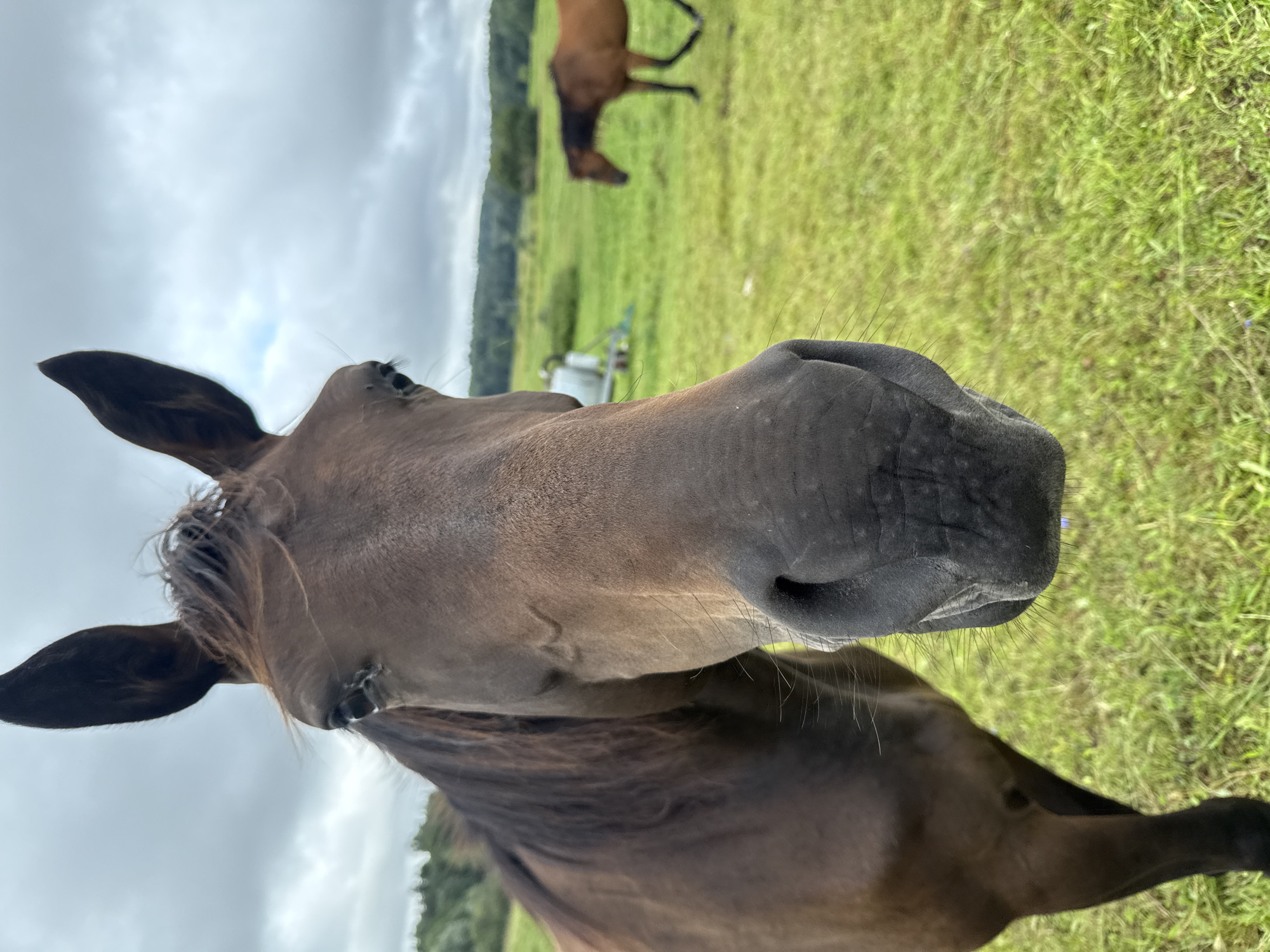 A close-up, low-angle shot captures the head of a brown horse in the foreground, facing the camera. The horse's dark nostrils and large eye are prominent. In the background, a green grassy field stretches out, with a blurred image of another brown horse walking to the right. The sky above is overcast with gray clouds. In the middle ground, a white structure with wheels is partially visible. The scene is set in a rural outdoor environment.