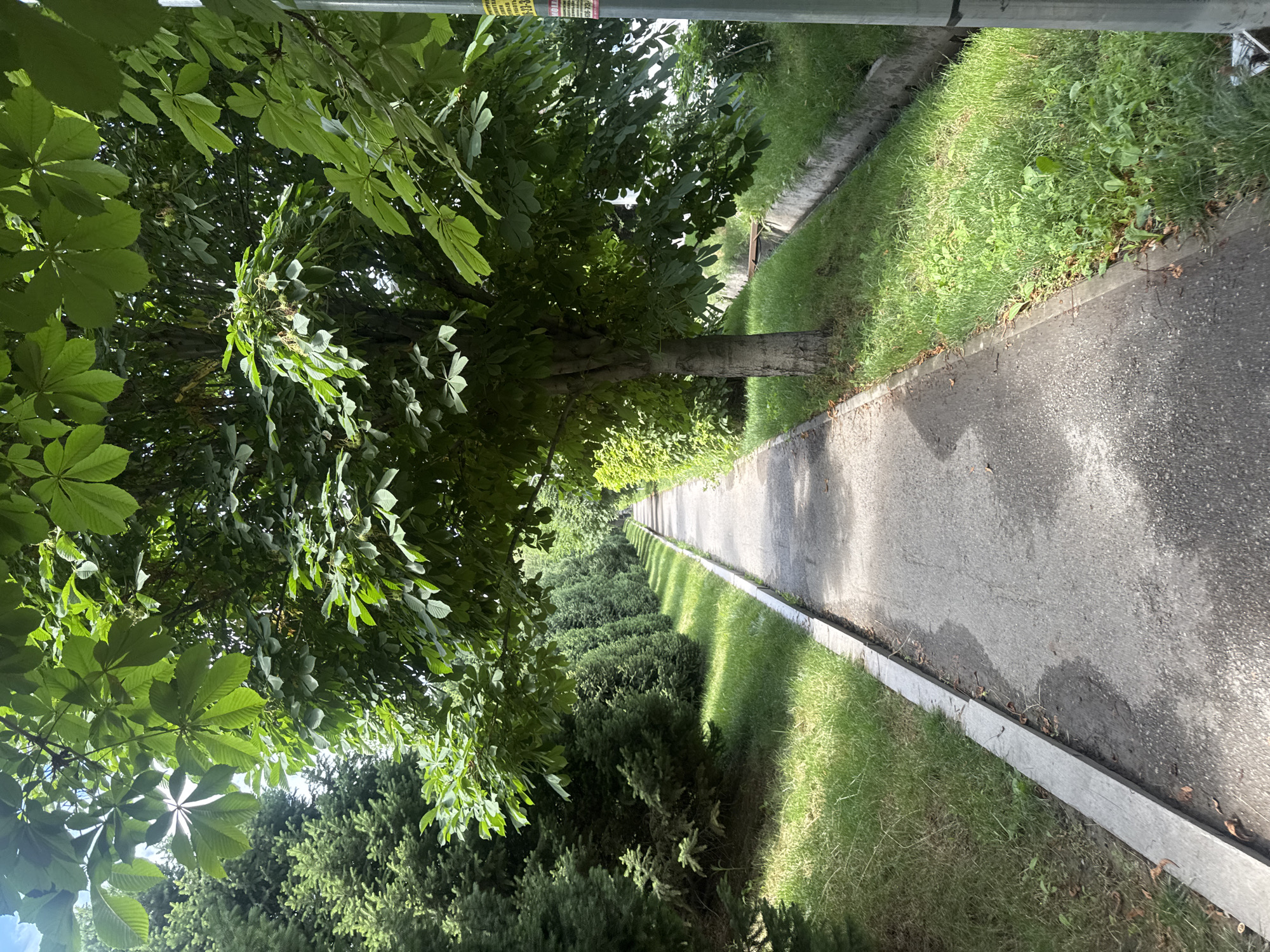 The image depicts a paved pathway lined with grass and trees, situated within a park-like environment. On the left side of the pathway, a row of manicured evergreen trees is visible, casting shadows onto the grass. A mature deciduous tree with large, palmate leaves overhangs the pathway on the right, its branches reaching towards the sky. The pathway itself appears to be made of asphalt and shows signs of wear and tear, with some damp patches. To the right of the pathway, a concrete drainage channel runs alongside the grass. In the background, the pathway recedes into the distance, bordered by dense foliage and more trees, suggesting a well-maintained urban green space. The lighting indicates it is daytime, with sunlight filtering through the leaves. The scene is devoid of human activity or any specific urban landmarks that would definitively place it in Almaty, Kazakhstan, though it is consistent with urban park landscapes found in cities like Almaty.
