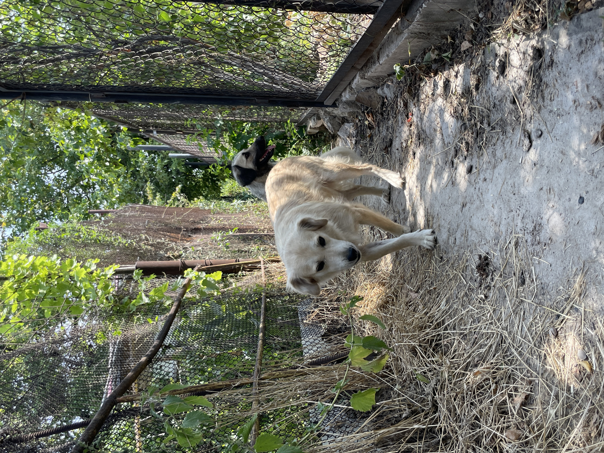 Two dogs are in an outdoor enclosure in Aktau, Kazakhstan. A light-colored dog is in the foreground, walking towards the camera on a dirt path. Behind it and to the right, a dark-colored dog stands looking to the right with its tongue out. The enclosure is surrounded by chain-link fences covered in vines and vegetation. To the left of the path, there is a pile of dry straw and other debris. The ground is a mixture of dirt and concrete. The lighting suggests it is daytime with sunlight filtering through the trees.