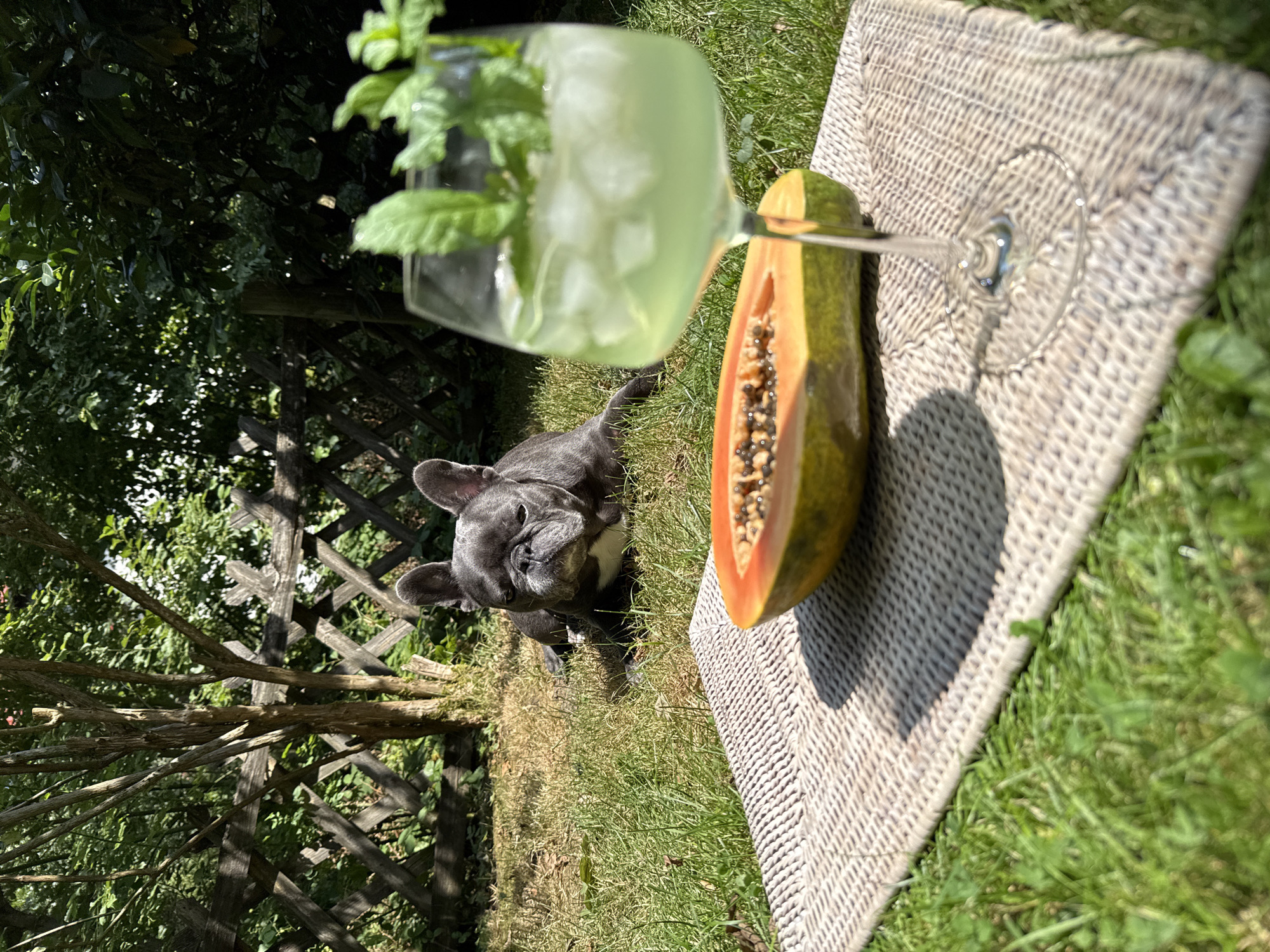 In Bad Sachsa, Germany, a gray French bulldog rests on a sunlit grassy lawn in front of a rustic wooden fence and trees. To the right, a halved papaya rests on a woven placemat. In the foreground, a glass of pale green liquid with ice and mint sprigs sits on the placemat. The scene is set outdoors in a garden on a bright, sunny day.