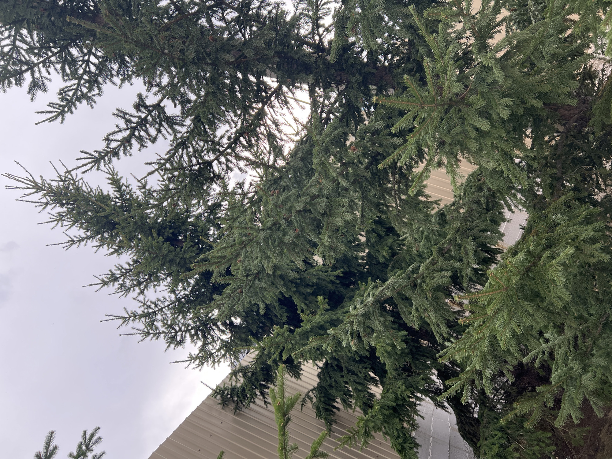 The image shows a view looking up into the branches of a coniferous tree, likely a spruce or fir, with a cloudy sky visible through the gaps in the foliage. A building with metal siding is partially visible in the lower portion of the frame. The image appears to have been taken in an urban setting. Without further context or identifying features, pinpointing a specific location in Dzerzhinsk, Russia, is impossible. The scene consists of natural elements (tree, sky) and an architectural element (building).