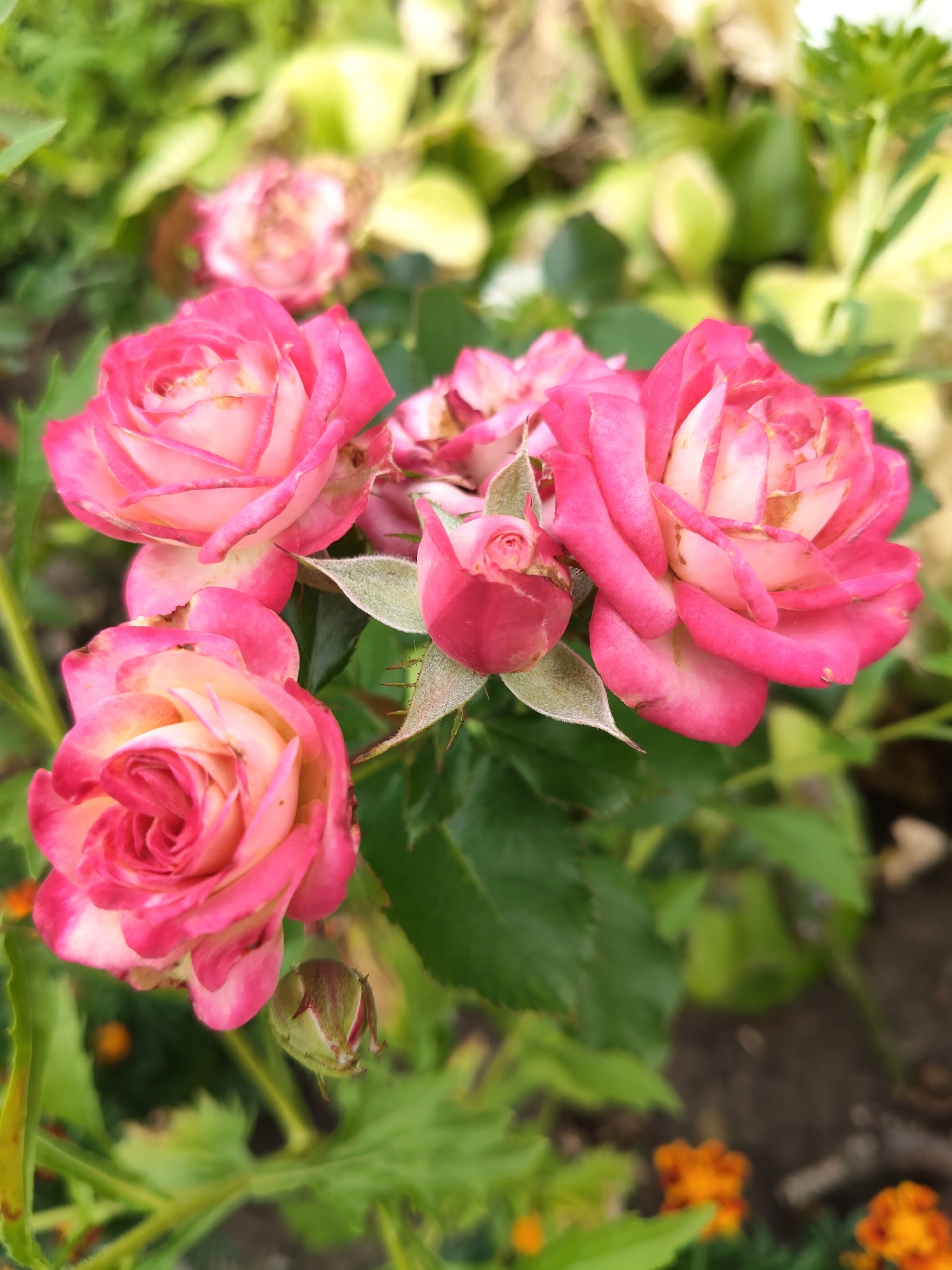 A close-up, vertical, eye-level shot shows several pink and white roses with green leaves. One rose is in the foreground on the left, with layers of pink and white petals. Another rose is to the right of it, with a similar petal structure. A third rose is at the top right, slightly blurred. A fourth, smaller rose bud is in the center, with fuzzy green sepals. The background is softly blurred, with hints of green foliage and some small orange flowers. The image appears to be taken outdoors in a garden.