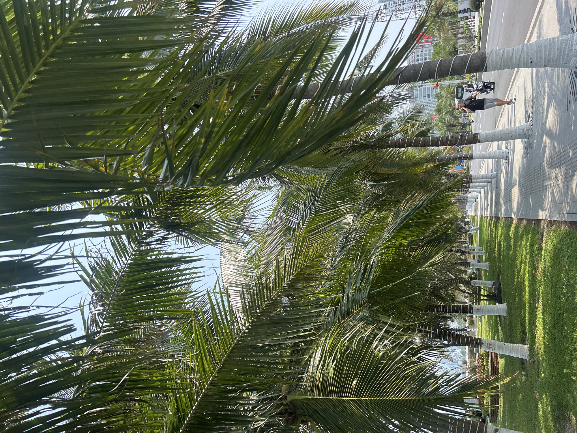 The image shows a sidewalk scene in Nha Trang, Vietnam. Tall palm trees line the sidewalk, their trunks painted white at the base. On the sidewalk, a person is walking. In the background, there is a road, buildings, and other palm trees. The sky is clear and blue.