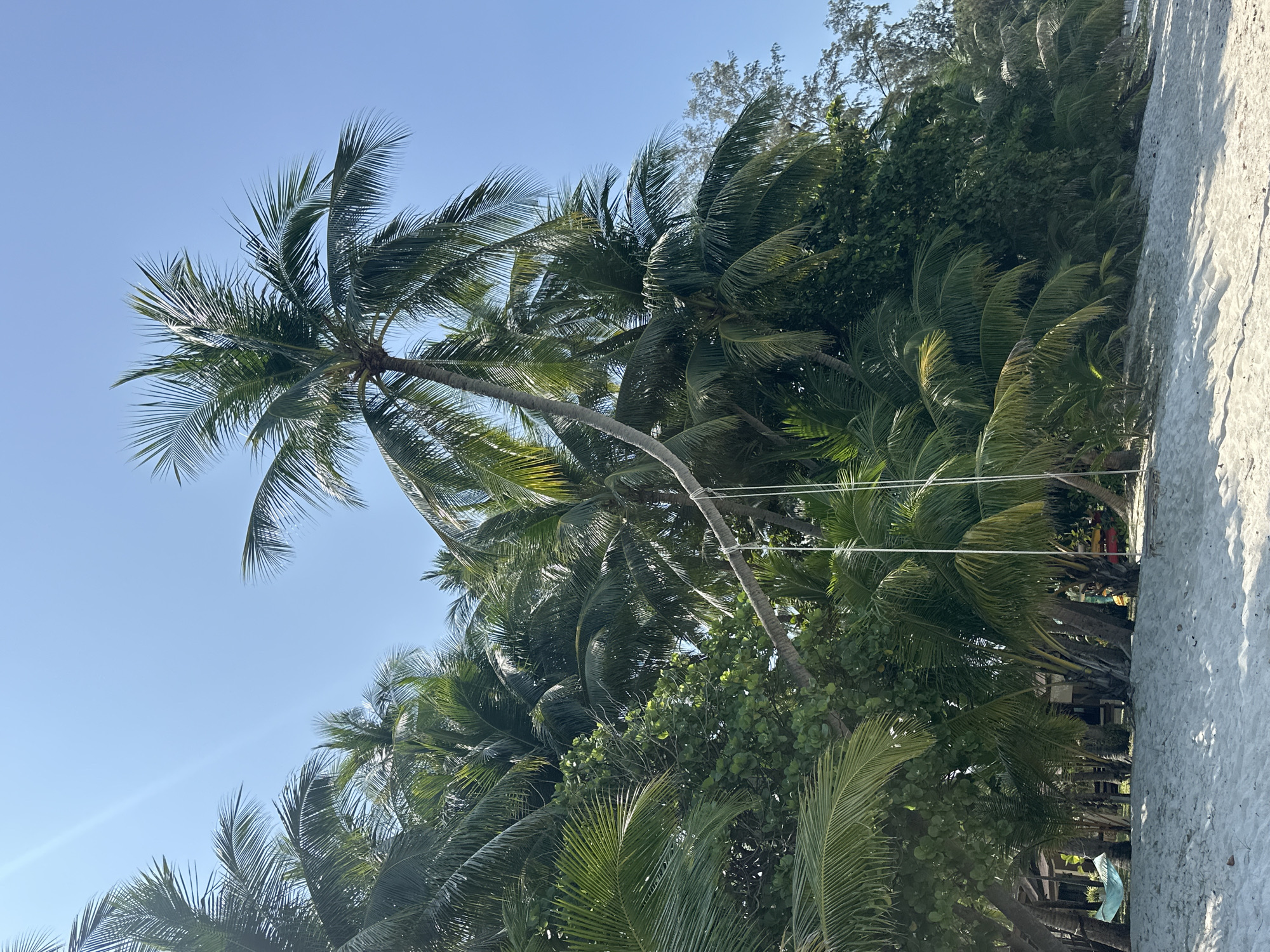 The image depicts a tropical beach scene in Tong Yang, Thailand. Dominated by numerous coconut palm trees with vibrant green fronds, the trees are clustered along the edge of a sandy beach. The sky is clear and blue. Overhead wires run between some of the trees, and patches of denser, non-palm tree vegetation are interspersed amongst the palms. The angle of the shot is low, looking upwards at the trees. A section of the beach is visible on the right.
