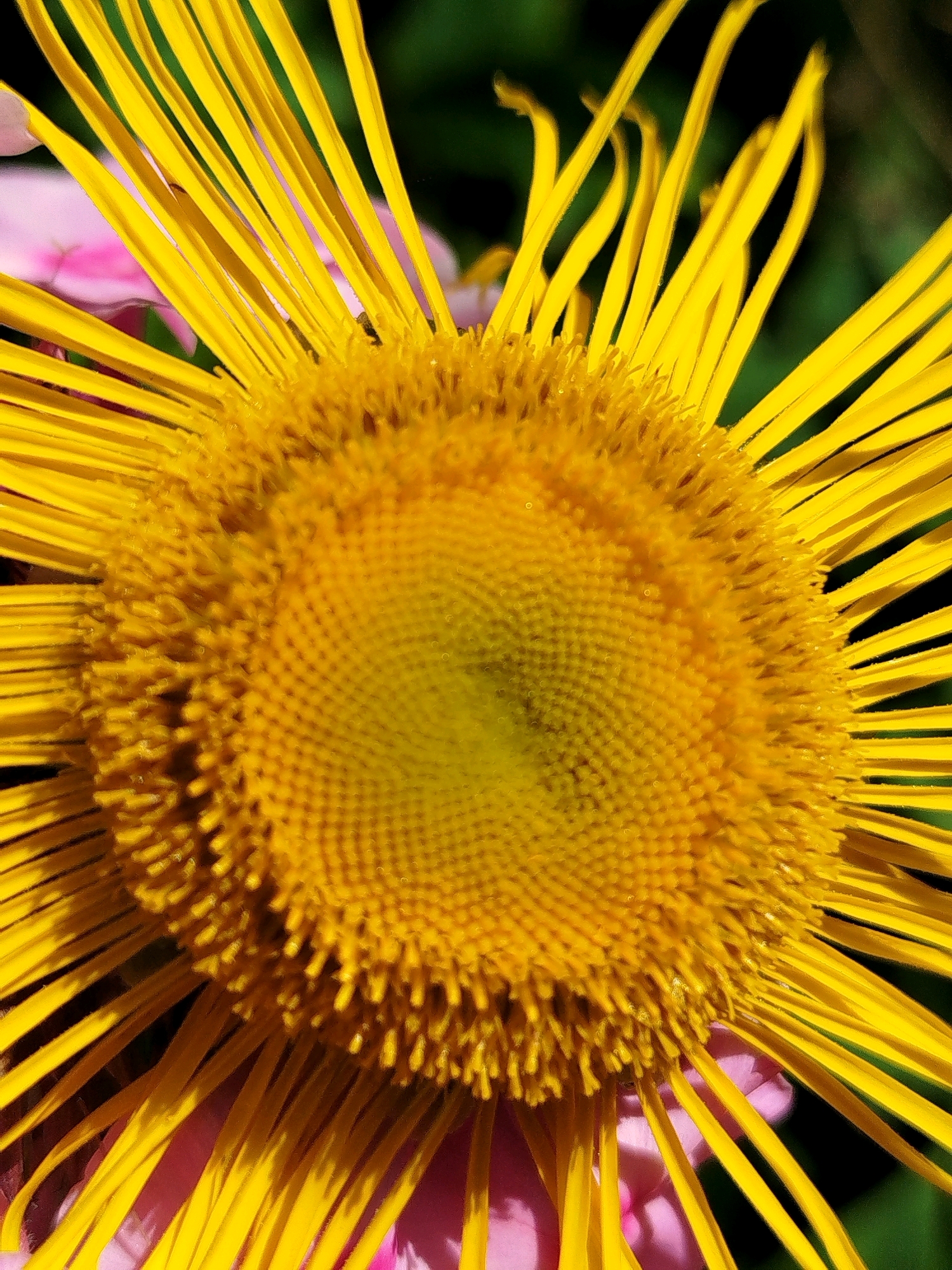 The image is a close-up, macro photograph of a yellow daisy-like flower. The flower's center is a dense cluster of tiny yellow florets, arranged in a spiral pattern, which is sharply in focus. Surrounding the center are numerous long, thin, bright yellow ray florets, extending outwards. Some of these ray florets are slightly blurred, indicating a shallow depth of field. In the background, out of focus, are hints of pink petals and dark green foliage. The lighting suggests it is daytime, with the sunlight highlighting the vibrant yellow of the flower. The image captures the intricate details and textures of the flower's anatomy. There are no people, actions, or interactions depicted in this image. The location in Чкаловское Снт, Russia, cannot be determined from the visual information provided in the image itself.