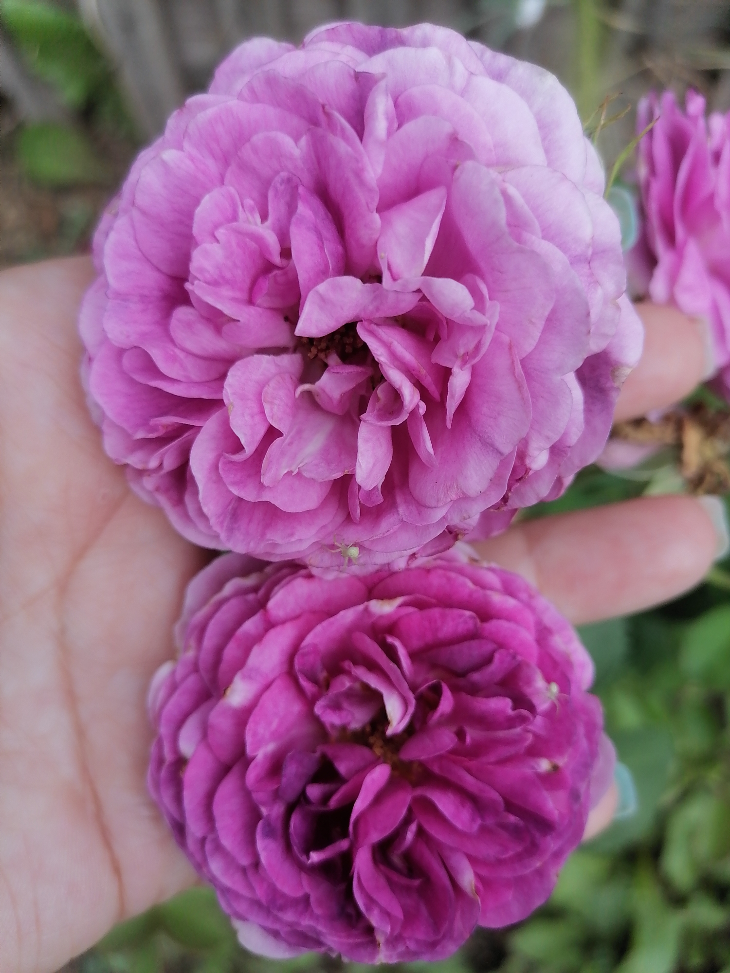 Two fully bloomed, dense pink roses are held in a person's cupped hand. The upper rose is a lighter shade of pink, while the lower rose is a deeper magenta. The roses are textured with numerous, tightly packed petals. A tiny green spider is visible on the petals of the lower rose. The background is out of focus, showing hints of green foliage and possibly a wooden fence. The image appears to be taken in Lobkovo, Russia.