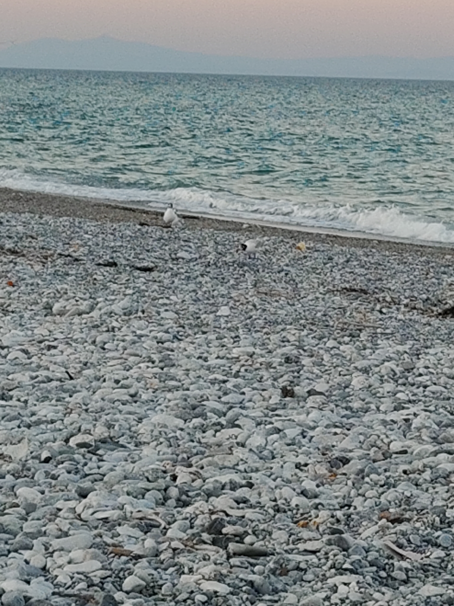 The image depicts a rocky beach on a clear day. The sea is calm with gentle waves lapping at the shore. In the distance, mountains are visible on the horizon. The beach is covered in smooth, gray pebbles. A few seagulls are present on the beach, foraging for food. The scene appears to be a tranquil and natural environment, ideal for a relaxing day by the sea.