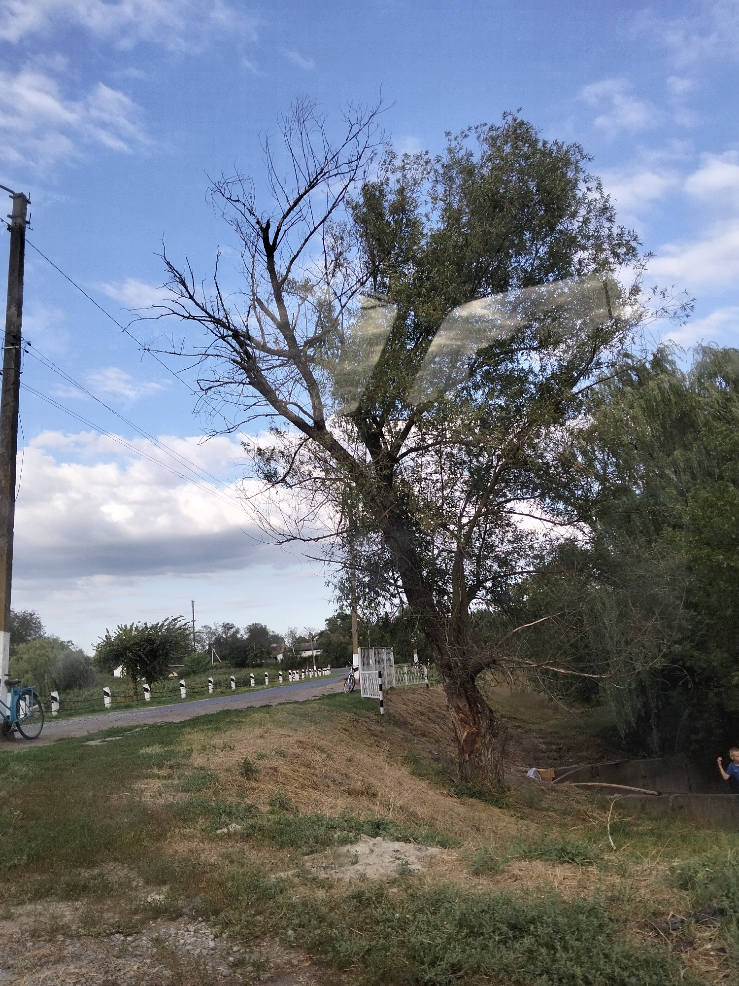 The image depicts a rural scene with a road lined by black and white striped posts and a fence. A blue bicycle is parked on the left side of the road. A large tree with bare branches is prominent in the foreground, with a tree with green leaves to its right, and a row of trees in the background. A person, possibly a child, is visible on the right side of the image near a concrete structure. The sky is blue with scattered clouds. The location is identified as Ustyvytsia, Ukraine.