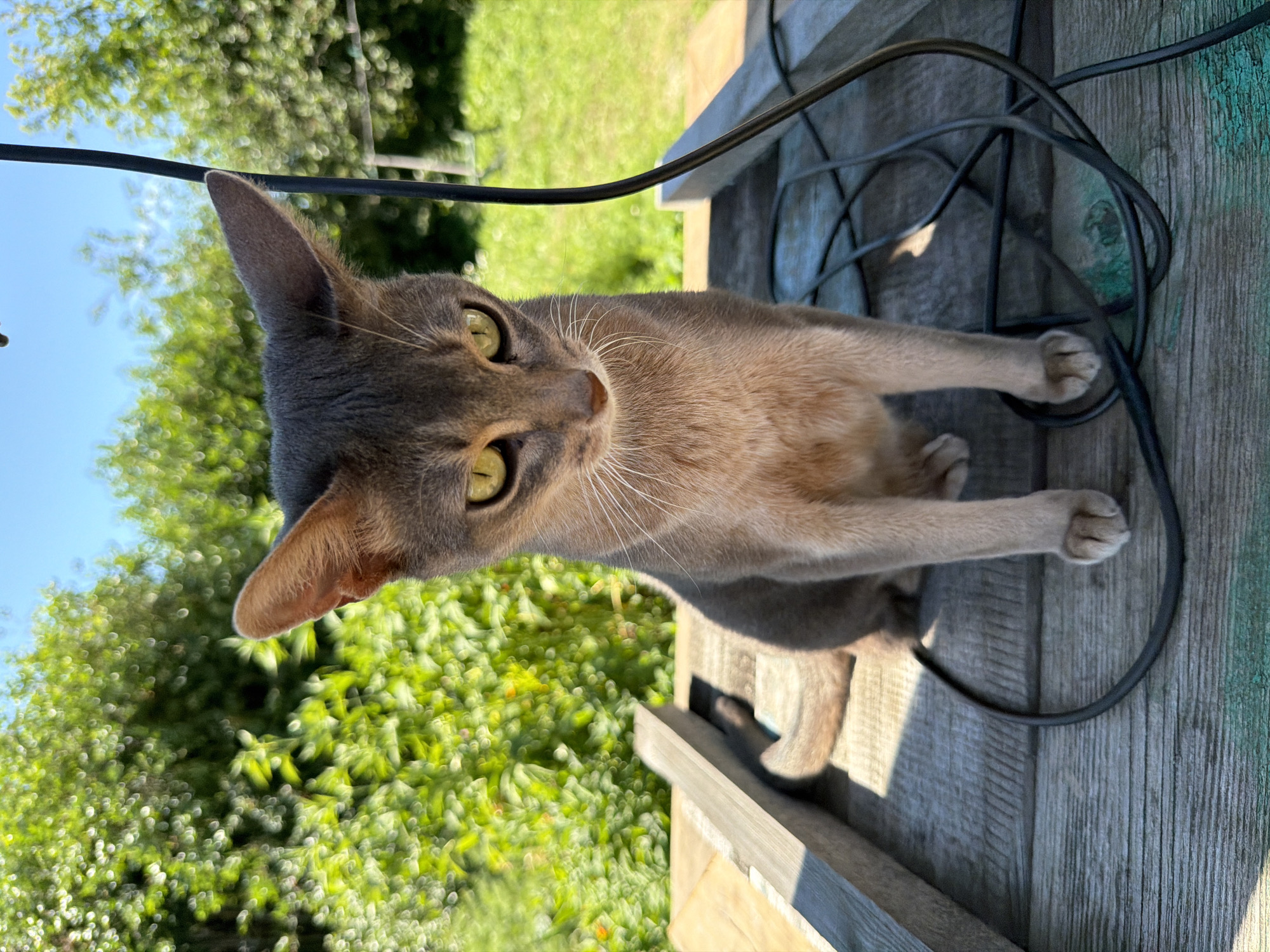 In an outdoor setting with lush green foliage and a clear blue sky, a domestic shorthair cat is the central subject. The cat, with grey fur and striking yellow-green eyes, is positioned on a wooden surface, possibly a deck or porch. Its body is angled, with its head tilted slightly upwards, as if observing something or someone. A black electrical cord is present, tangled around the cat and the wooden structure, adding a touch of visual complexity to the scene.
The lighting suggests it is daytime, with sunlight casting shadows on the wood, indicating a bright, possibly warm, weather condition. The background is blurred, with soft circles of light filtering through the leaves, hinting at a sunny day and creating a bokeh effect. The overall mood is relaxed and natural, capturing a moment of quiet observation by the animal in its environment. There is no visible text in the image. The scene appears to be in a residential area, given the presence of a domestic animal and the wooden structure.