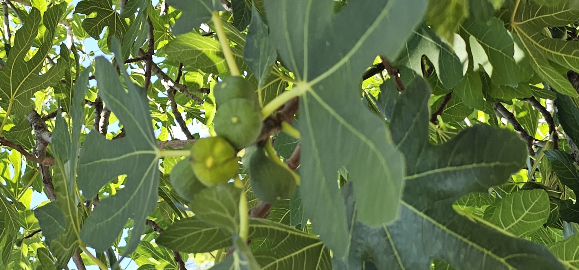 The image shows a close-up view of a fig tree with several small, green figs developing amongst its large, lobed leaves. The figs are clustered on a branch, with one fig prominently in focus in the upper center of the image, appearing to have a yellow blossom at its tip. The leaves are a vibrant green with prominent veins and some are partially obscuring the view of other leaves and branches. The background is a mix of dappled sunlight and the blue sky, suggesting an outdoor setting. There are no people or animals visible in the image. The image was captured in Grad Supetar, Croatia.
