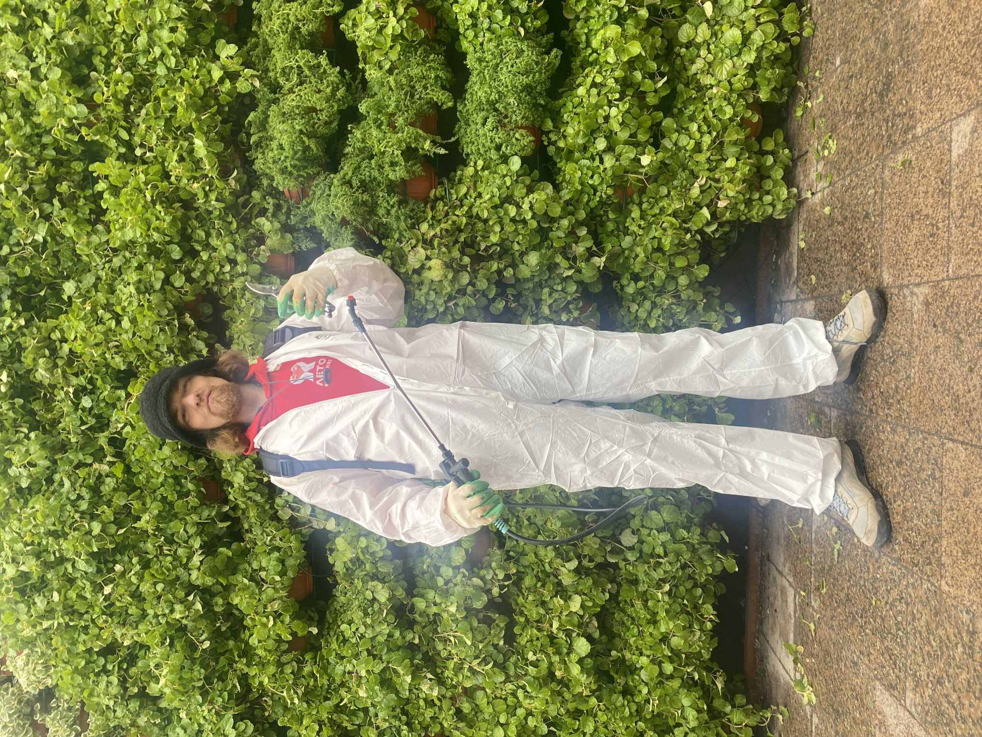 A person is depicted in an outdoor setting, engaged in plant maintenance in Moscow, Russia. The image shows the individual standing upright against a lush green wall, which is composed of numerous potted plants, primarily small-leaved, vibrant green foliage arranged in a vertical garden structure. Terracotta pots are visible behind the dense leaves.
The individual has long, light brown hair and a beard, wearing a black beanie, a red t-shirt with partial Russian text "ЛЕТО КУБ" (LETO KUB, translating to "Summer Cube") visible, and a full-body white protective suit. They wear white gloves with green fingertips and palms, and are holding a black and green handheld sprayer. A fine mist is actively being sprayed from the nozzle onto the plants, indicating the application of water, fertilizer, or pesticides.
To the right of the green wall, the ground is paved with large, polished reddish-brown tiles. The bright, even lighting suggests daytime. The person appears focused on their task, engaged in horticultural care.