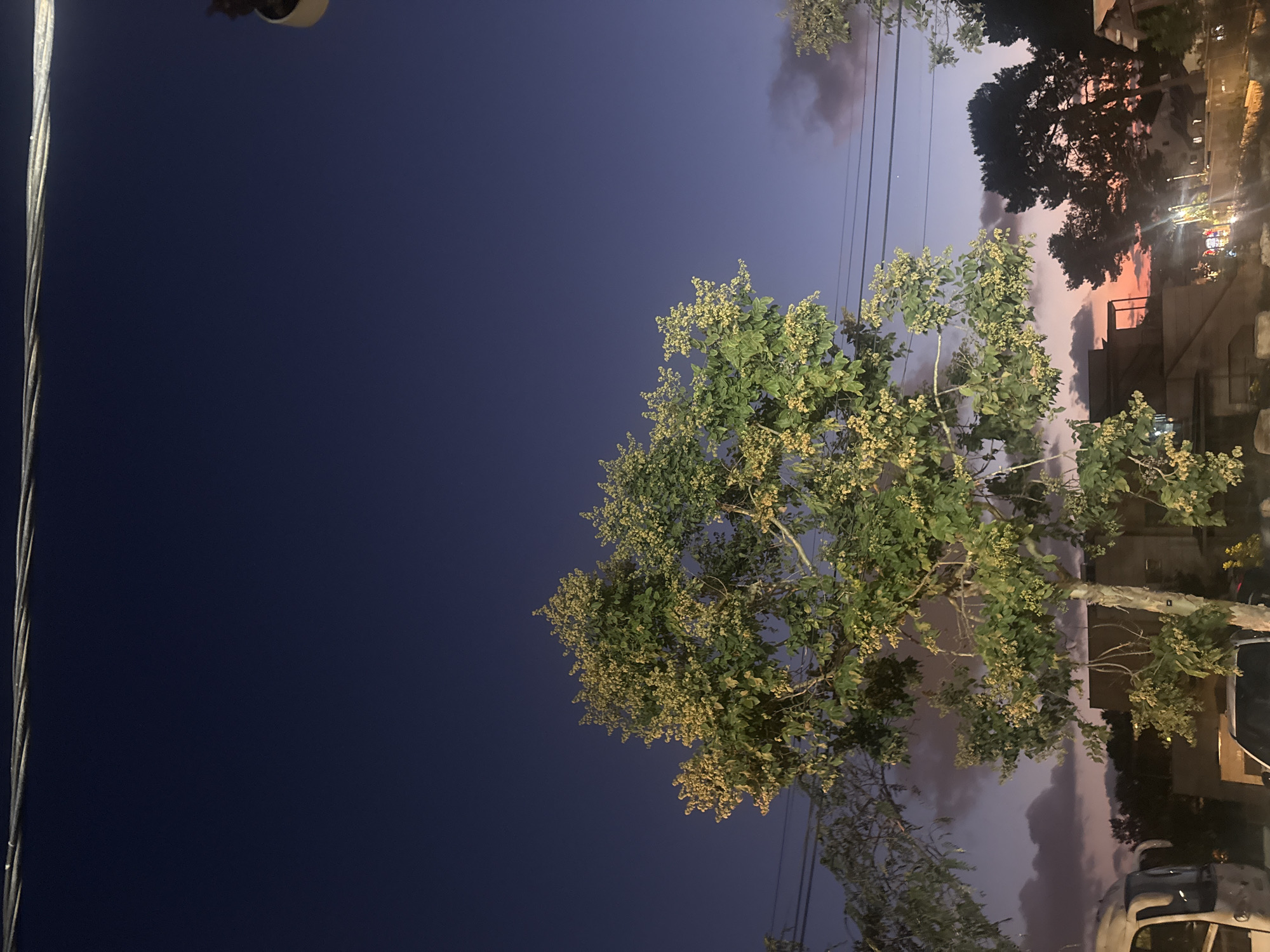 This vertically oriented media file captures a twilight scene in Herzliya, Israel. The image is dominated by a deep blue sky that transitions to lighter shades of purple and pink near the horizon, suggesting the last moments of sunset or the early stages of dawn.
The foreground features a tree with lush green foliage and clusters of small, light-colored flowers or seed pods. The branches of this tree extend prominently into the frame, creating a natural element against the sky. To the left, a thick, metallic cable or wire runs vertically, with a glimpse of what appears to be a security camera or light fixture attached to it at the top.
In the background, silhouetted trees and buildings are visible. The buildings suggest an urban or suburban setting. Hints of artificial lights can be seen on the right side, indicating the presence of streetlights or illuminated windows. A vehicle is partially visible in the lower right quadrant, further reinforcing the urban context.
The overall mood is serene and calm, characteristic of twilight. The weather appears clear, with soft clouds visible near the horizon adding depth to the sky. There is no discernible text in the image.