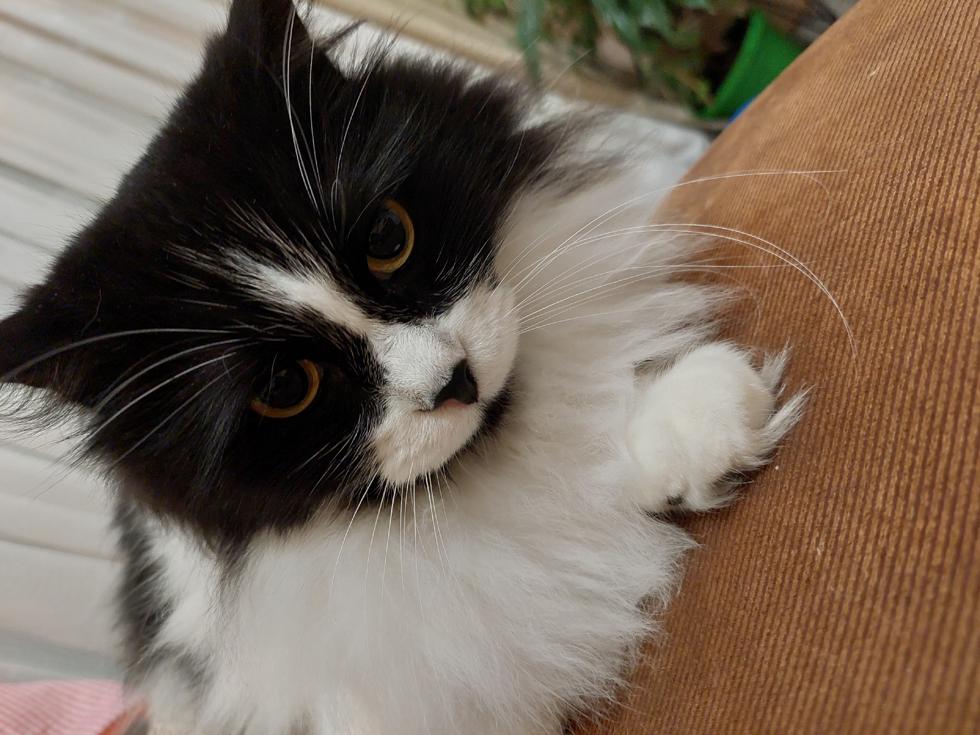 A close-up photograph depicts a black and white long-haired cat with amber-colored eyes. The cat is tilted slightly, with its paw resting on a brown, textured surface. The cat's face is prominent, showing its white whiskers and pink nose. The background includes foliage, suggesting an indoor setting. There is no indication of the city of Plovdiv, Bulgaria.