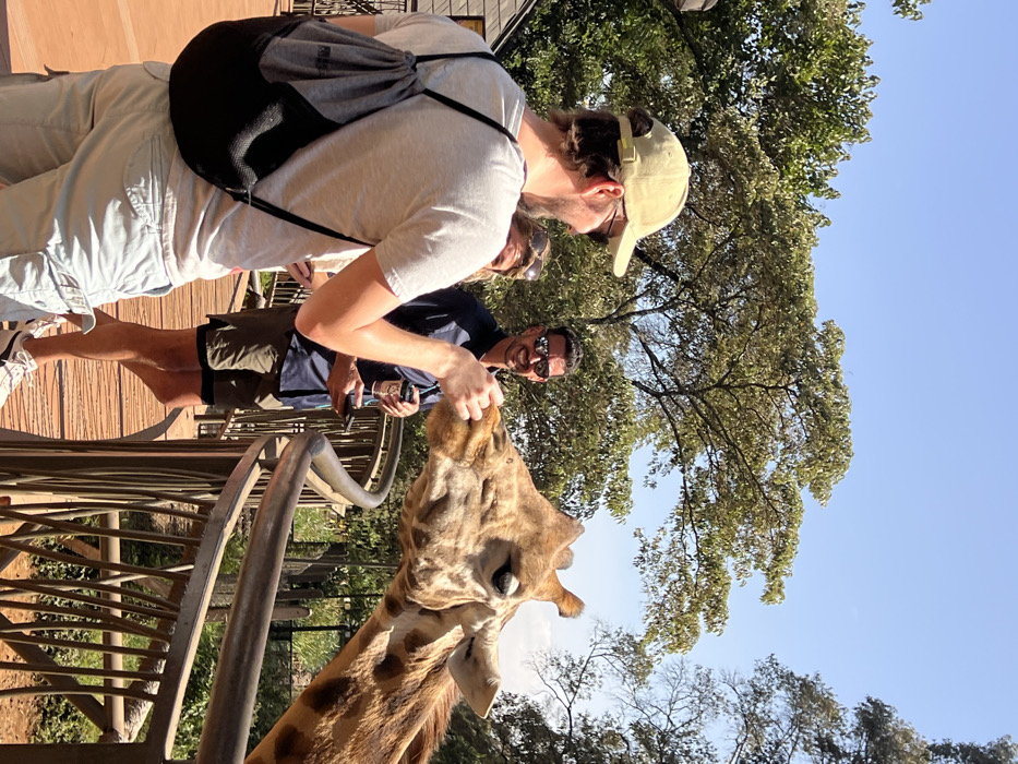 An outdoor scene depicts three individuals on an elevated wooden boardwalk interacting with a giraffe under a clear blue sky. The location is identified as the Giraffe Centre in Lang'ata, Nairobi, Kenya.
In the foreground, a male, wearing a light-colored baseball cap, sunglasses, a grey t-shirt, light-colored cargo shorts, and a grey and black drawstring backpack, extends his right hand to feed a giraffe. The giraffe's head and neck are prominent on the right, with its mouth open, accepting food from the man's hand.
Behind the foreground male, another male, wearing dark sunglasses, a dark blue collared shirt, and dark shorts, stands smiling directly at the camera. He holds a disposable coffee cup in his left hand and a dark-colored mobile phone in his right. Partially visible between the two males is a third individual, a female wearing sunglasses, observing the interaction.
The boardwalk features dark metal railings that separate the visitors from the lower ground level where the giraffe stands. Dense green foliage and trees are visible in the background and surrounding the elevated platform. A small, light-colored wooden structure is partially visible on the far left behind the foreground male. The lighting indicates a bright, sunny day.