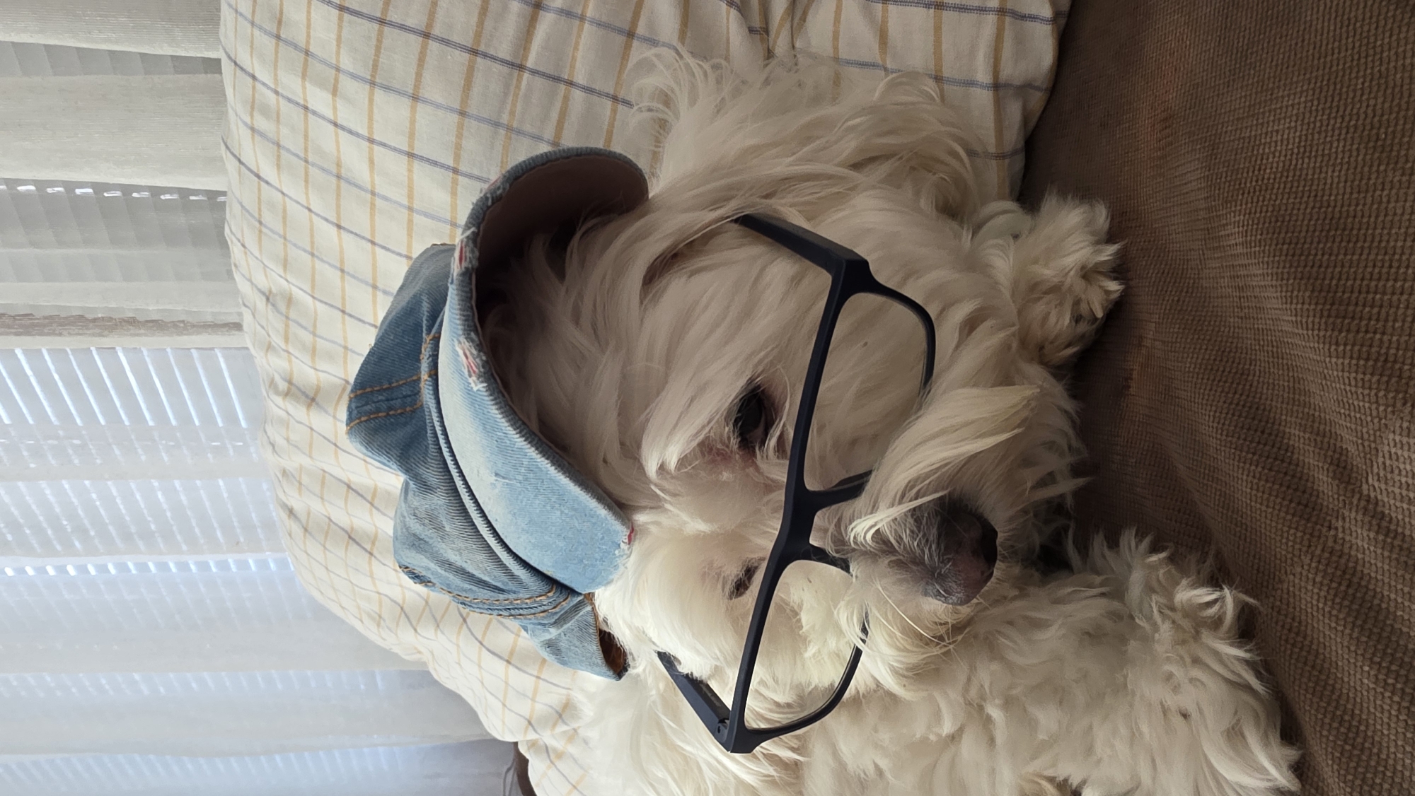 A small, white, long-haired dog lies on a pillow and brown couch. It is wearing a denim cap and dark-framed glasses. The pillow has a light yellow and white checkered pattern. The background includes a window with white blinds. No location information from Blagoevgrad, Bulgaria is present in the image.
