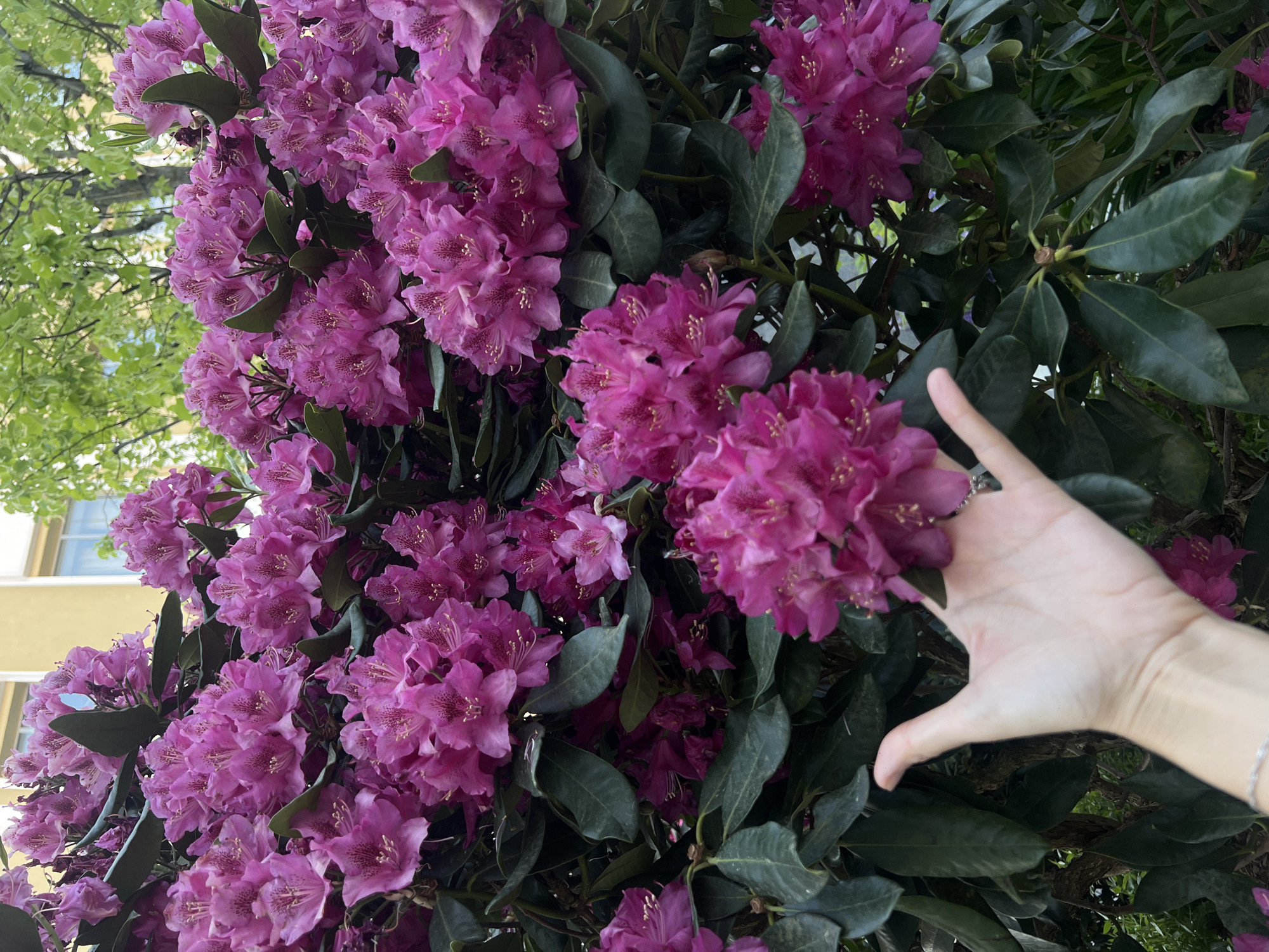 The image captures a vibrant outdoor scene in Moscow, Russia, dominated by a mature rhododendron bush in full bloom. The shrub is densely covered with numerous clusters of magenta-pink flowers, each exhibiting multiple petals and prominent stamens with lighter anthers. The foliage consists of dark green, ovate, and glossy leaves. In the lower center, a light-skinned human left hand, adorned with a thin silver-colored chain bracelet on the wrist and a simple ring on the pinky finger, gently cups or touches a cluster of the flowers. In the upper left background, a pale yellow or cream-colored building with rectangular windows and dark frames is partially visible. The upper right background shows trees with light green, fresh foliage, indicating a spring or early summer setting. The scene is illuminated by bright, natural daylight.