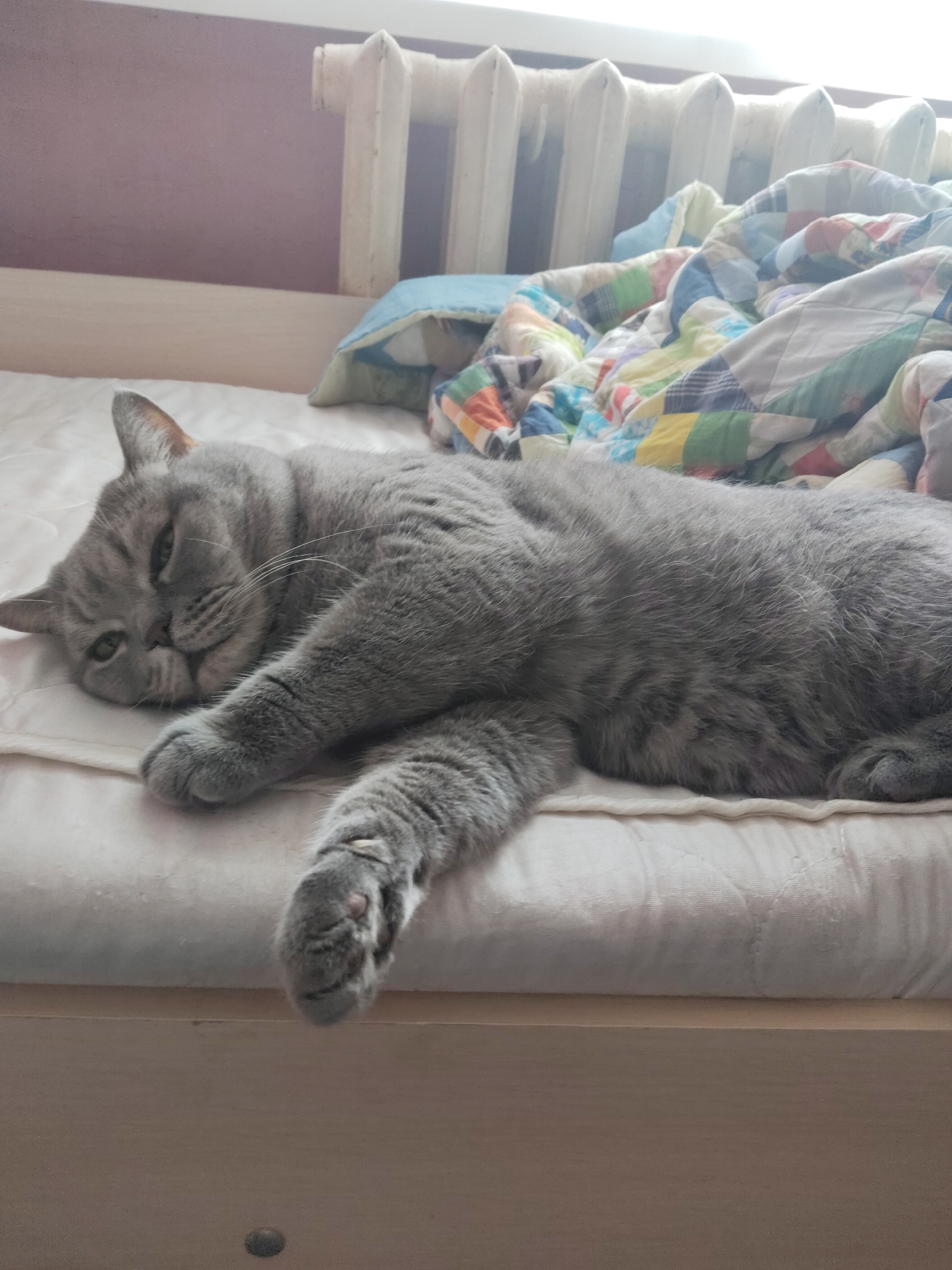 A gray cat rests on a bed covered with a white quilted blanket and a colorful patchwork quilt. The cat is lying down with its head on the blanket and one paw extended. In the background, a white radiator is visible against a light purple wall. The location is an indoor setting, presumed to be a private residence. The city is unknown.