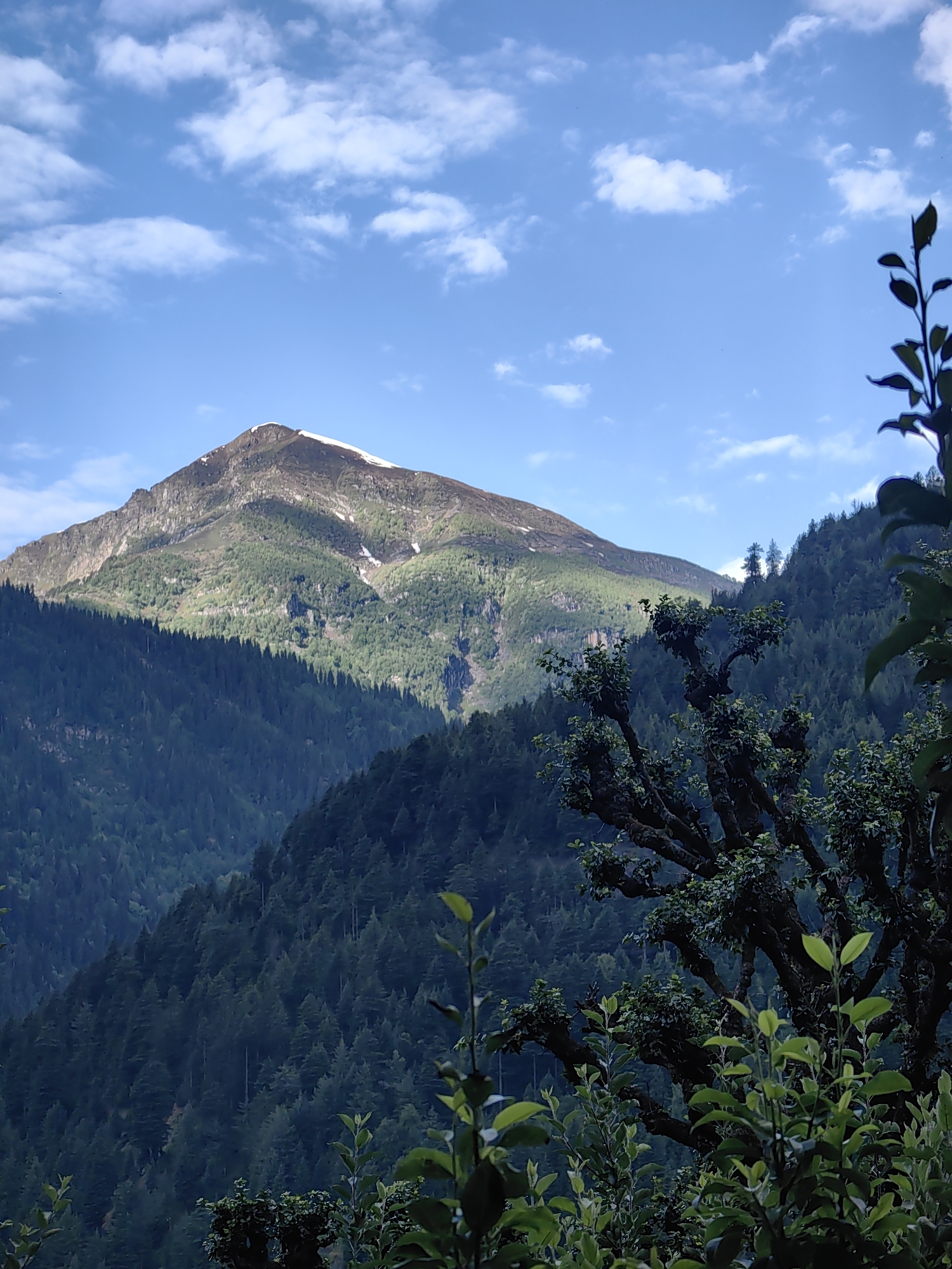 A scenic, sunlit view of a snow-capped mountain peak looms over a densely forested valley. In the foreground, a gnarled tree with dark branches and vibrant green leaves partially obscures the view. The sky is a clear blue with scattered white clouds. The image captures the majestic beauty of the Himalayas, likely taken from a vantage point in or near Vashisht, India, a village known for its natural landscapes and thermal springs. The lighting suggests it is daytime, with the sun illuminating the mountain and casting shadows across the trees. The scene is devoid of any human presence or activity, focusing solely on the natural environment.