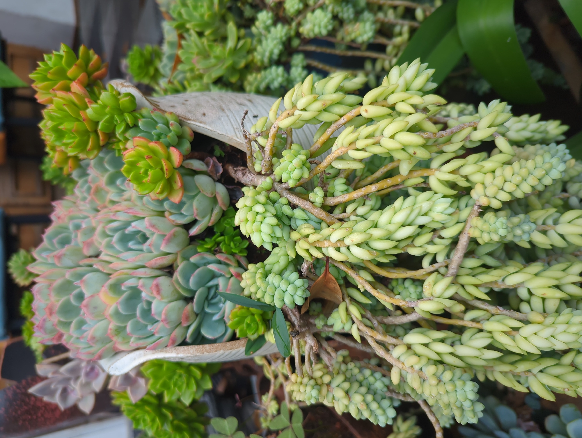 A close-up shot captures a variety of succulents in a pot. In the foreground, a burro's tail succulent displays numerous cascading strands of small, plump, pale green leaves. These strands hang down, intertwining with each other and the branches. Behind this, a cluster of pale green, finger-like leaves are visible, some bearing tiny reddish tips, indicating they are also succulents. In the background, a larger succulent with tightly packed, pale blue-green leaves edged in pink is partially visible, positioned in a white ceramic pot with a textured, aged appearance. The overall scene is dominated by green and pastel tones, with the natural textures of the plants and the pot creating a visually interesting composition. The image does not provide any information about its location in Gucheng District, China.