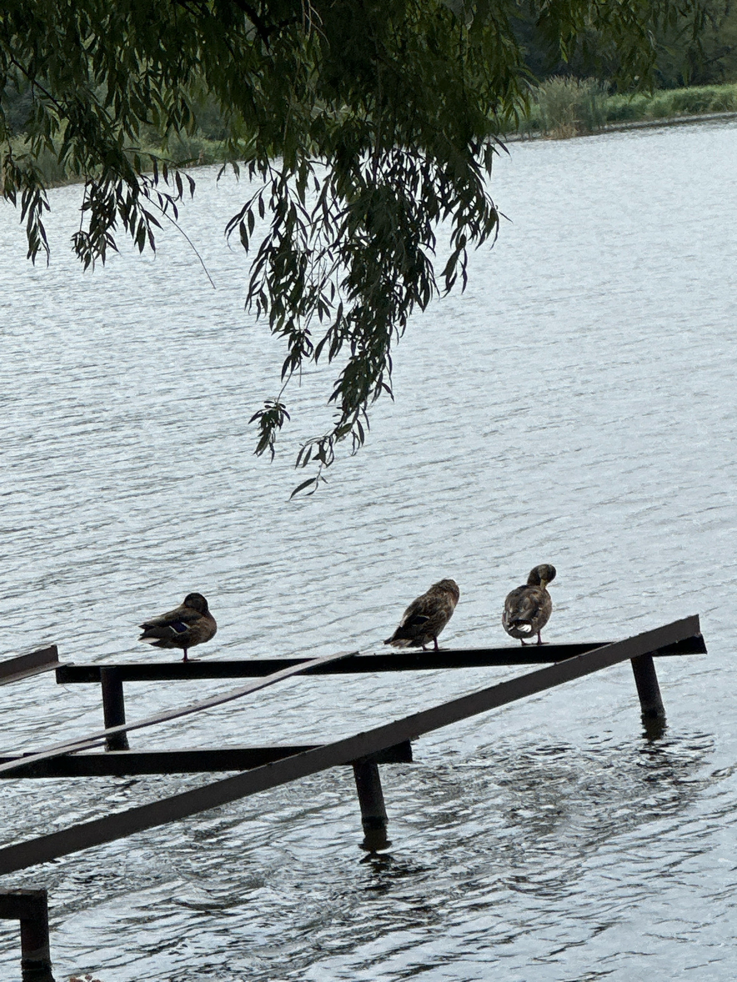 The image depicts three ducks perched on a dark, horizontal metal structure that is partially submerged in rippling water. The structure appears to be a broken-down pier or a similar man-made object. The ducks are facing different directions, with one on the left looking forward, another in the middle facing slightly to the right, and the one on the right with its back to the camera. Overhanging from the top of the frame are the dark green, leafy branches of a tree, likely a weeping willow given their drooping appearance. The background is dominated by the water, which reflects the overcast sky, creating a muted, gray-blue tone. In the distance, a strip of green vegetation lines the far bank of the body of water. The overall scene suggests a natural, possibly semi-wild environment near the city of Makiv, Ukraine.